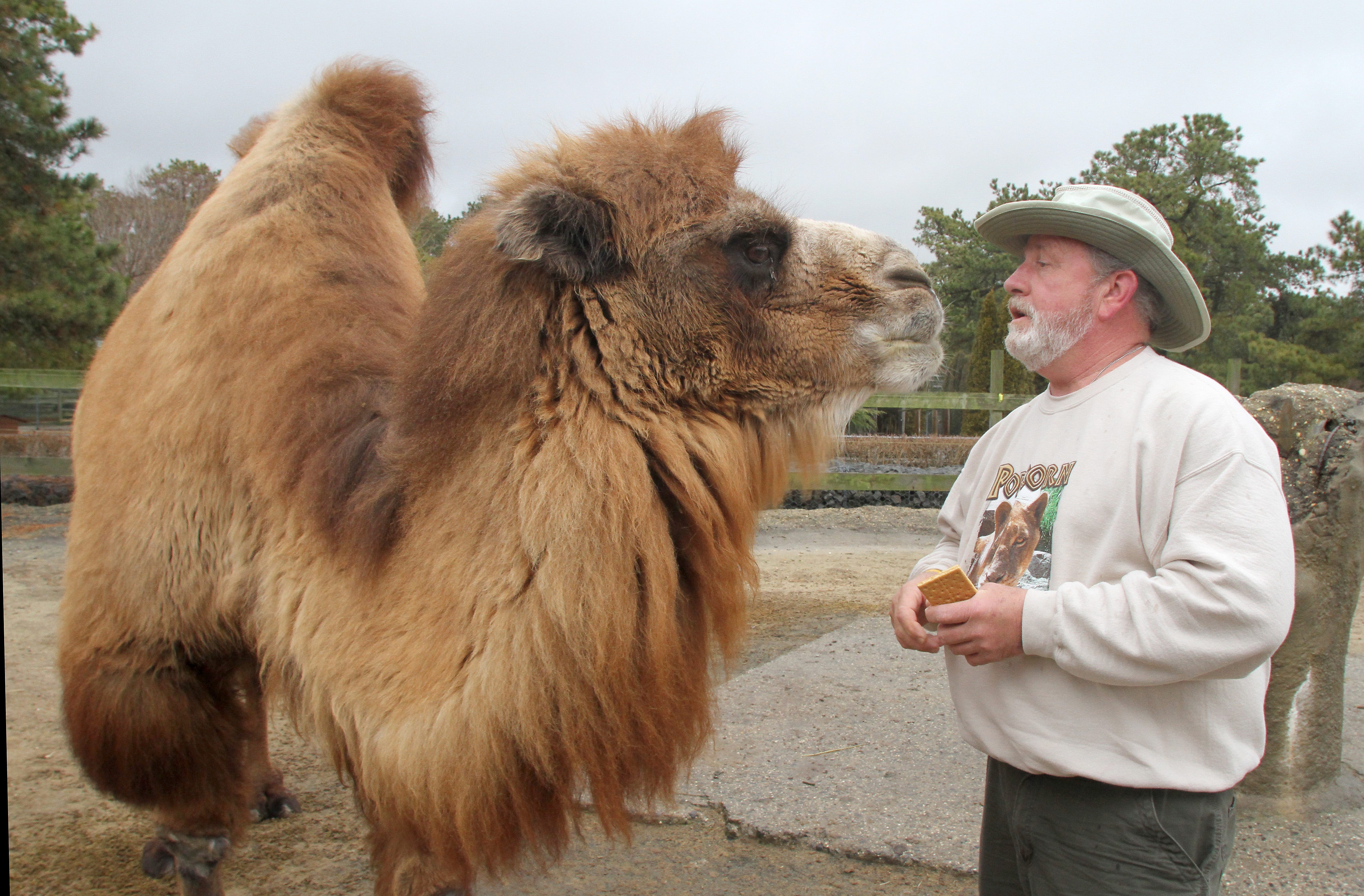 Princess the Camel of the Popcorn Park Zoo in Lacey Township is seen in this 2012 file photo as  John Bergmann, general manager of the Associated Humane Society/Popcorn Park Zoo fed her crackers. Asbury Park Press file photo 1/27/2012