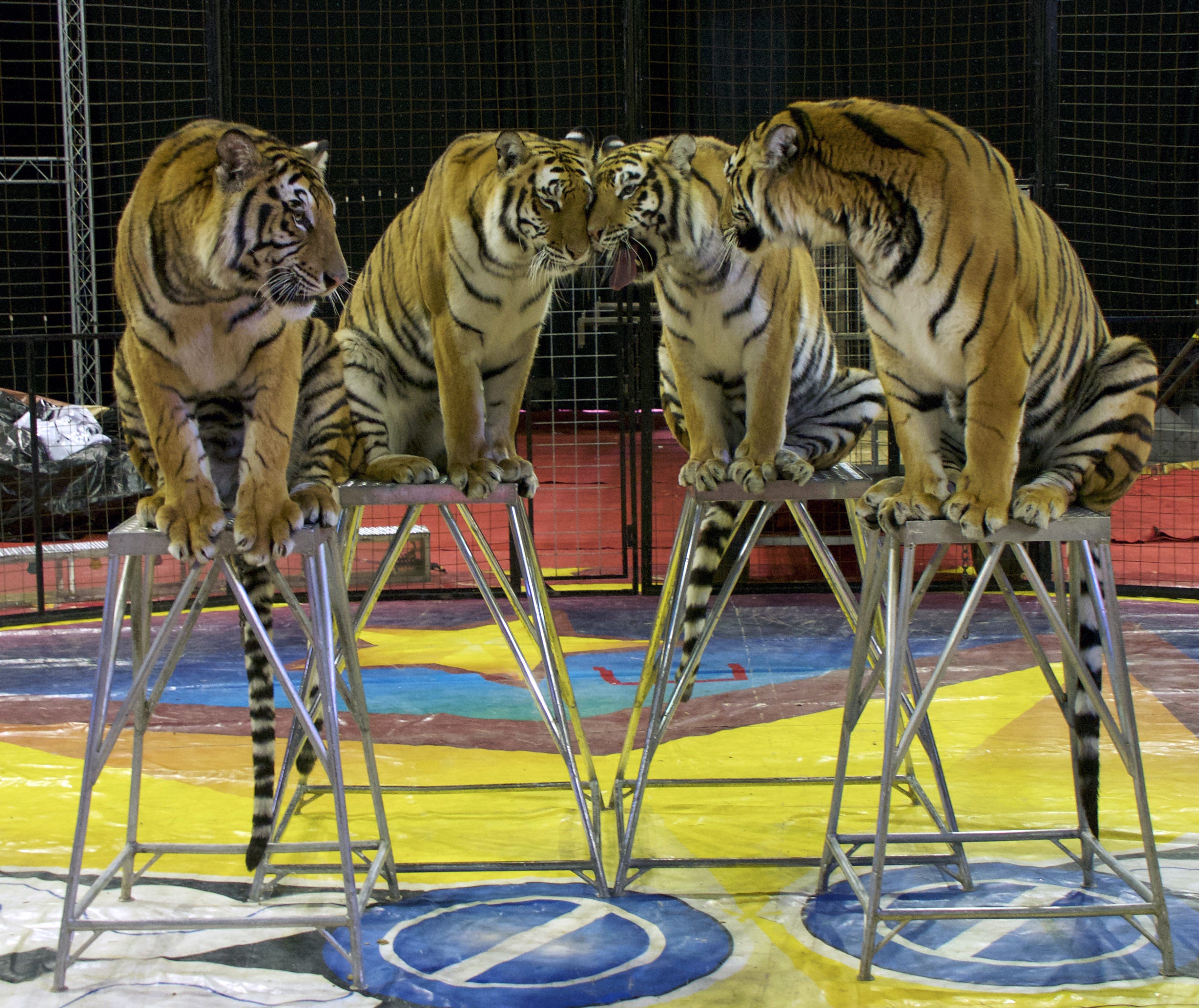 Zoo-per' Bowl: Dallas Zoo's tiger cub predicts Cincinnati Bengals will win  this year's matchup