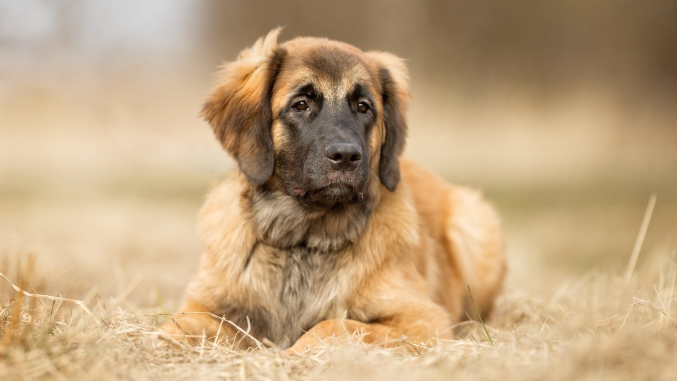 top 100 dog breeds