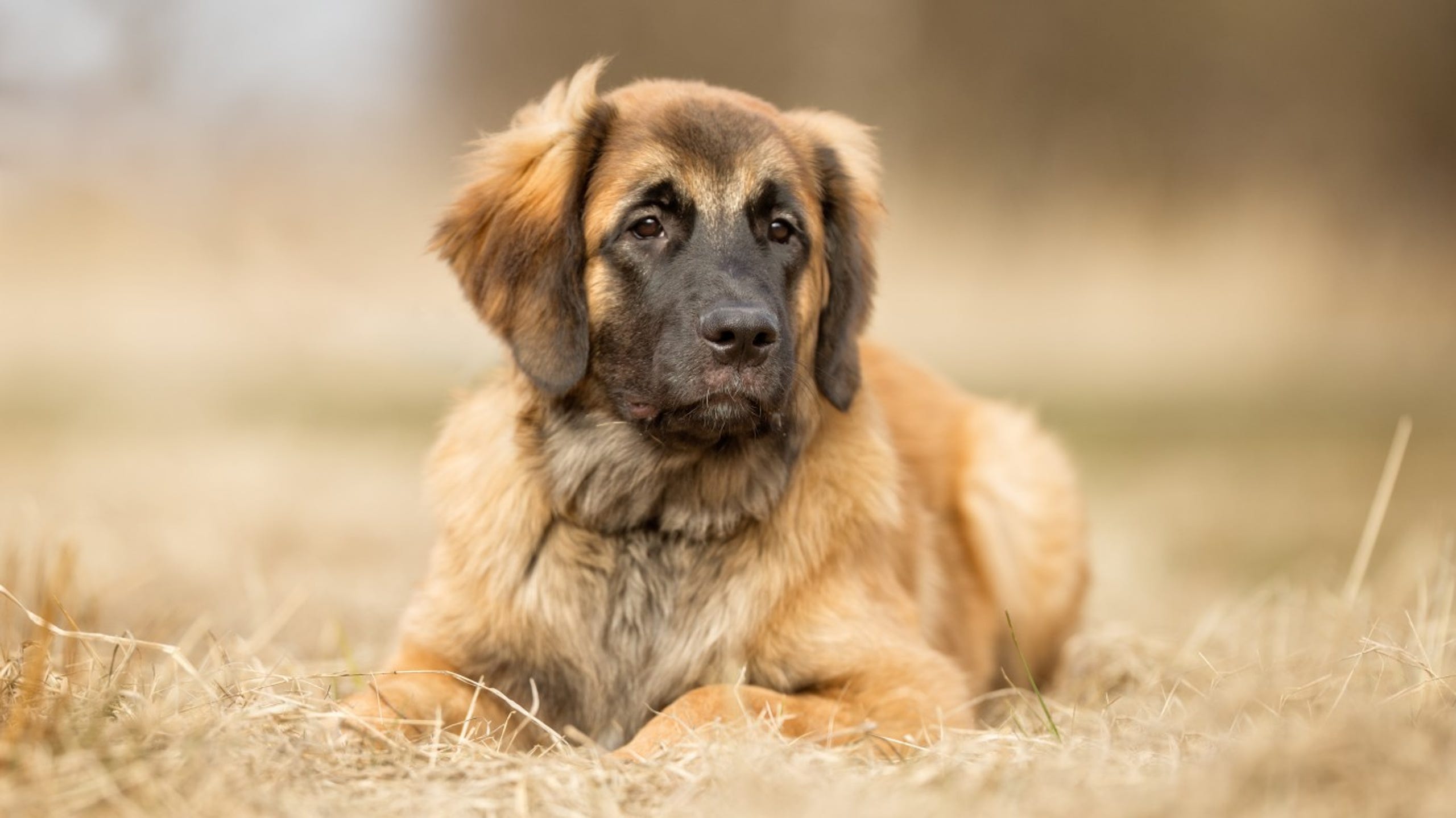 America S Favorite Dog Breeds Where Does Your Pet Rank