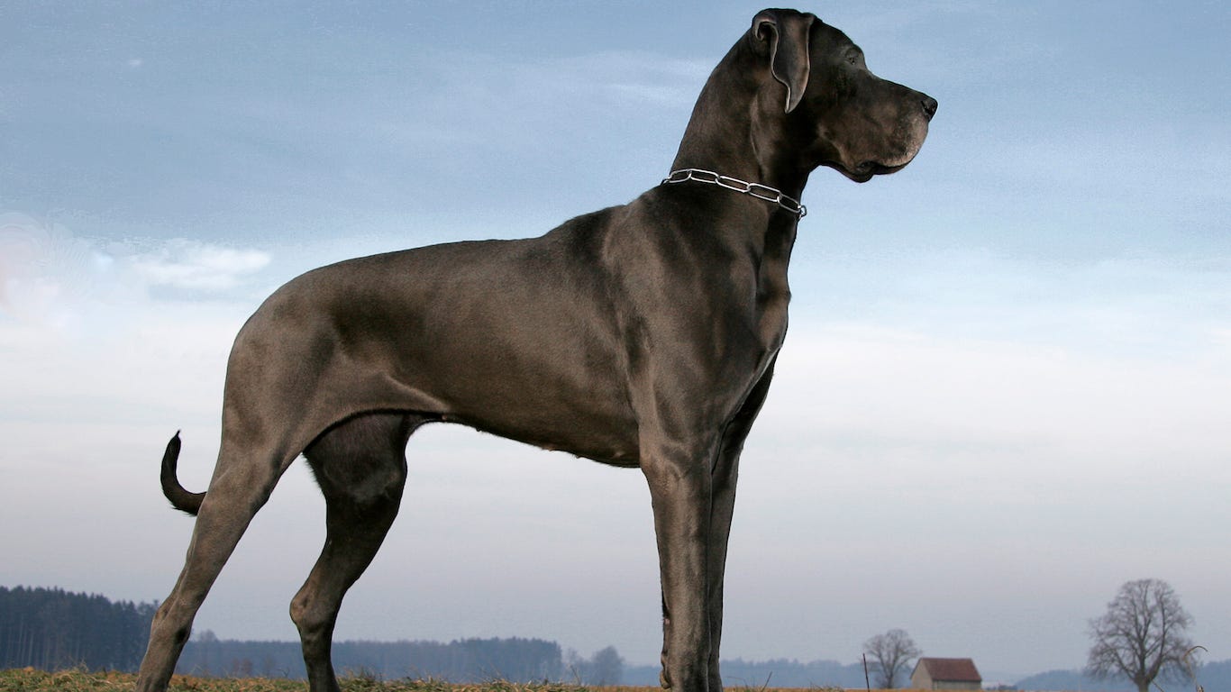 cheap big dog breeds
