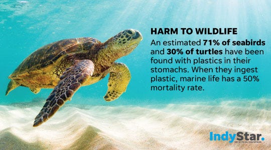 Sea Turtle Straw Fake Story  Get Facts - Phantom Plastics
