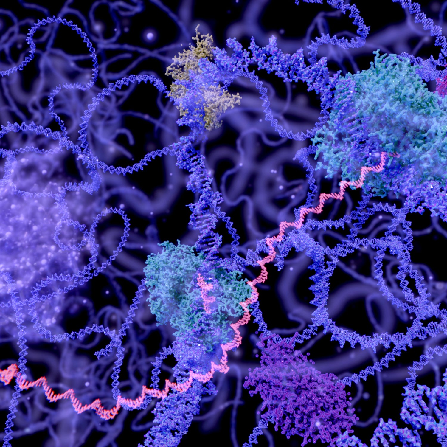 Messenger RNAs (in pink) turn a DNA blueprint into the proteins needed for every cellular activity.