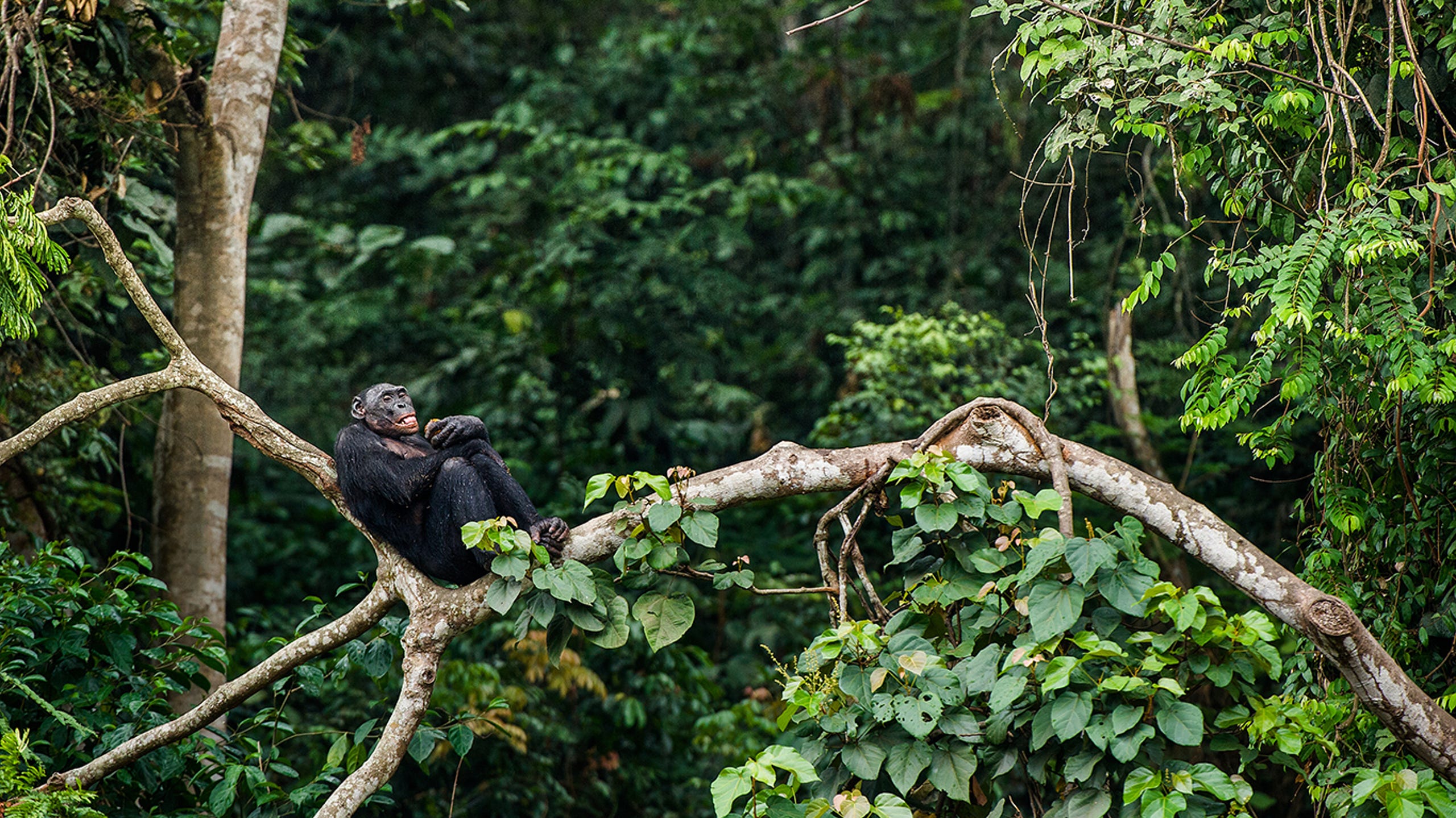 krone sammen tung Amazon, Daintree, Congo Basin: The largest rainforests in the world
