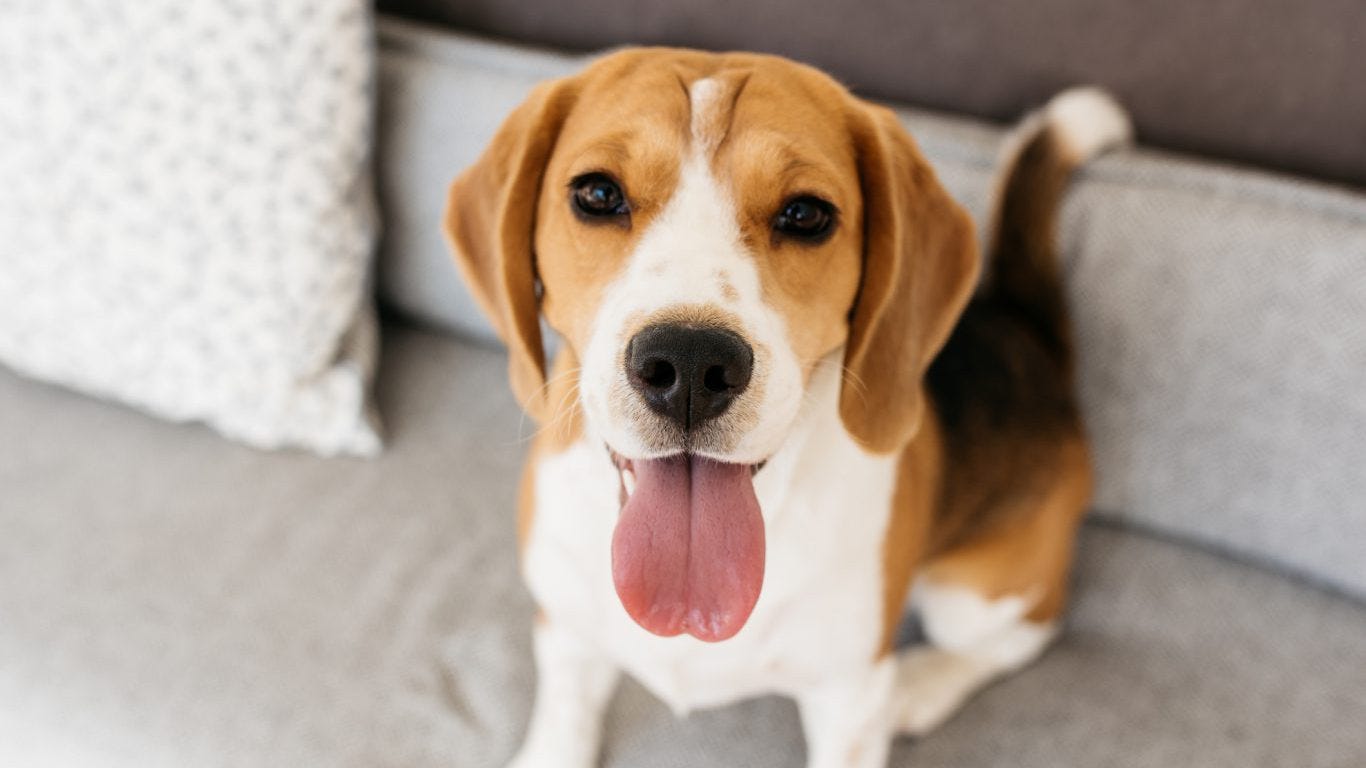 what is the oldest beagle on record