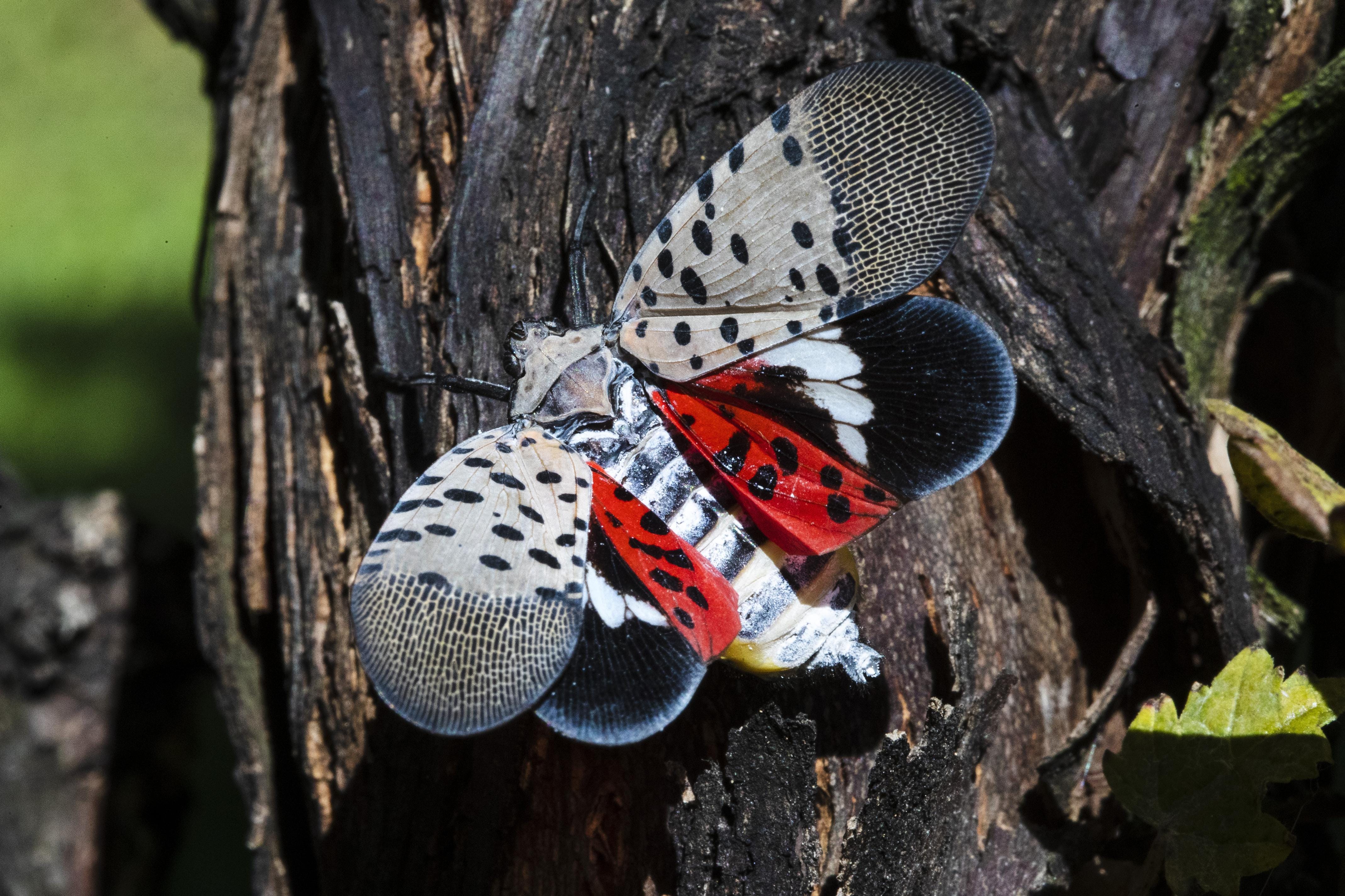 benekli-lanternfly-abd-yi-yeniden-sald-r-yor-te-yap-lmas-gerekenler