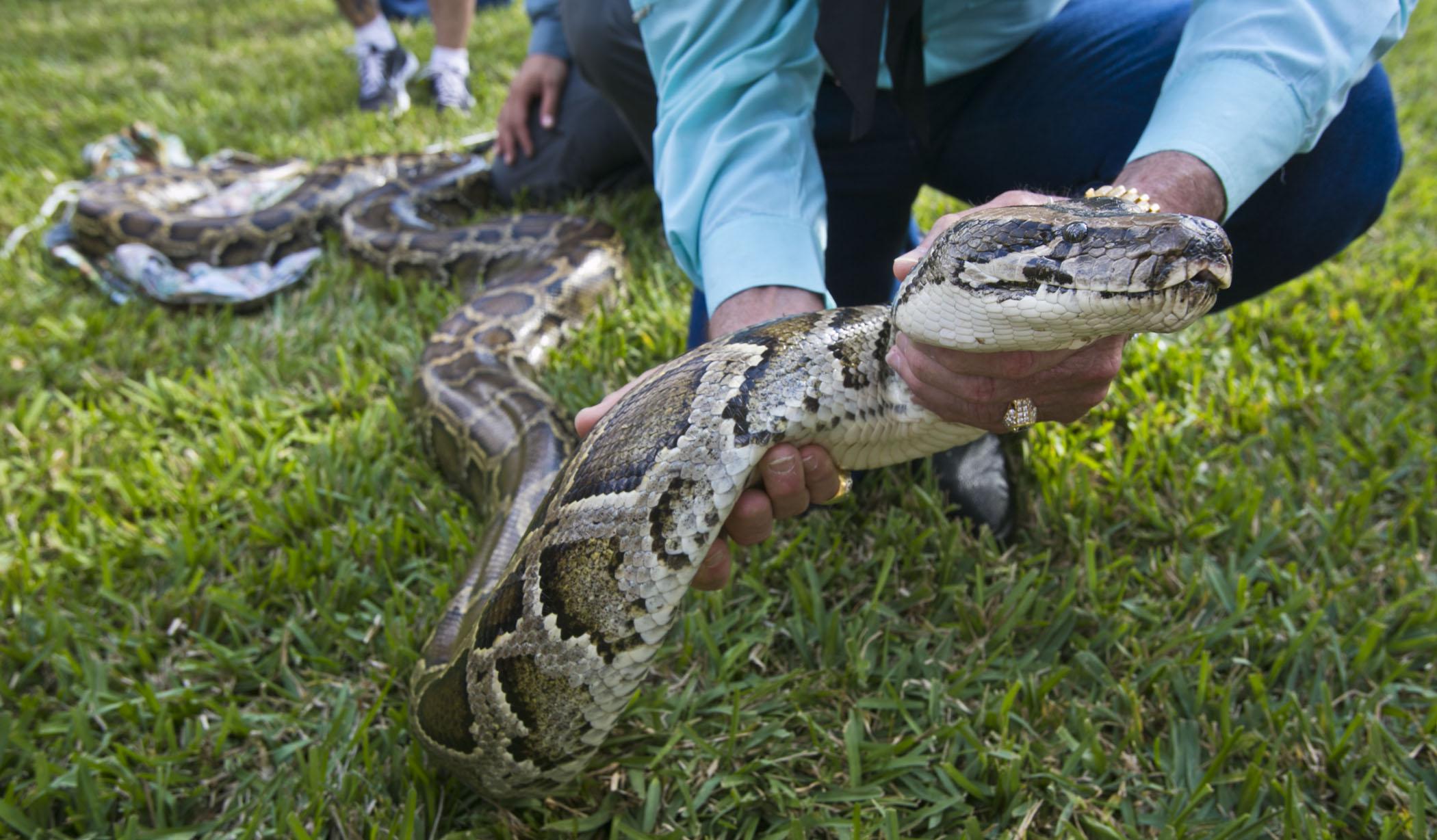 toy boa vs python