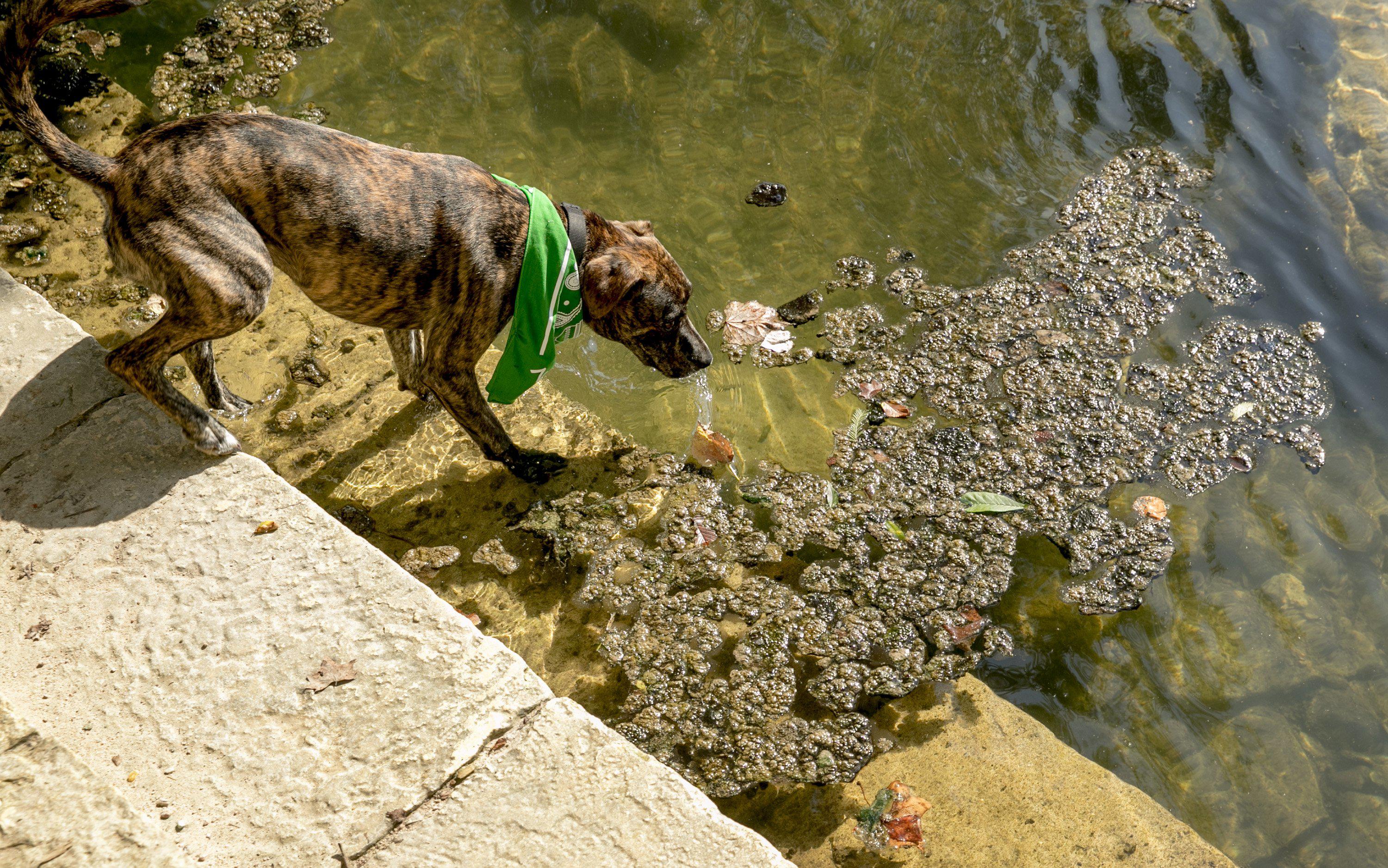 will algae water make dogs sick
