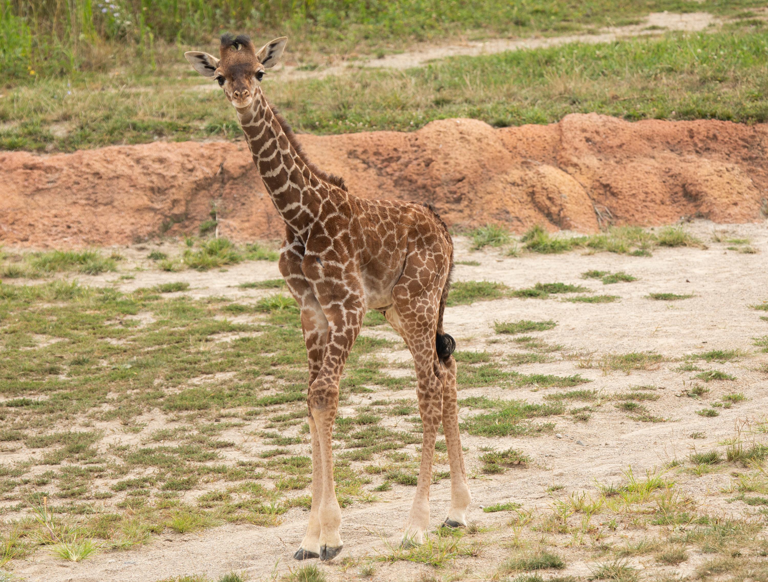 Sluipmoordenaar Eik Berucht Guests can now see the Columbus Zoo's new baby giraffe