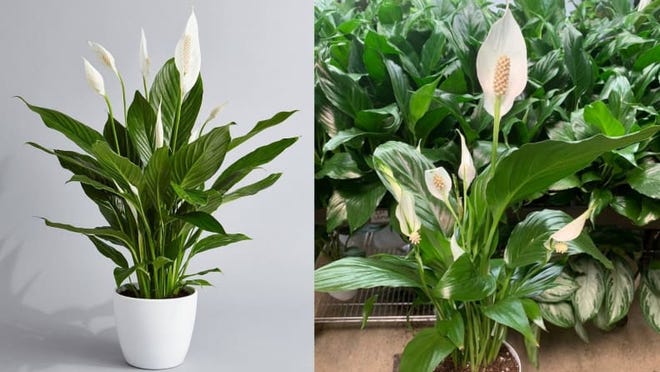 are peace lilies dangerous to dogs