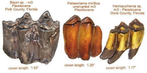 Windber natives may have found well-preserved tooth fossil