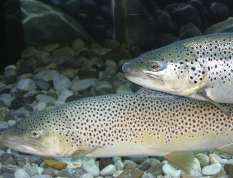 brook trout vs brown trout