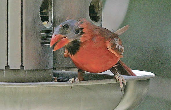 do cardinals like corn