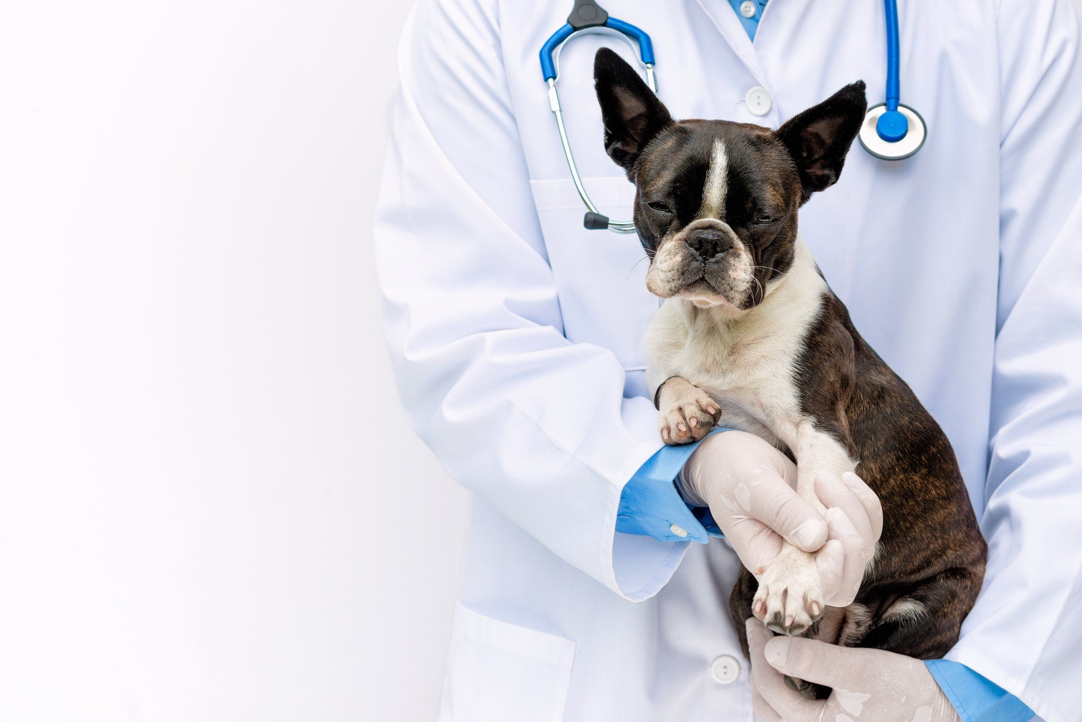 can dogs take anti inflammatory drugs