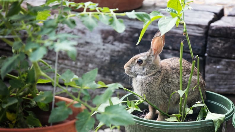 can bunnies live with dogs