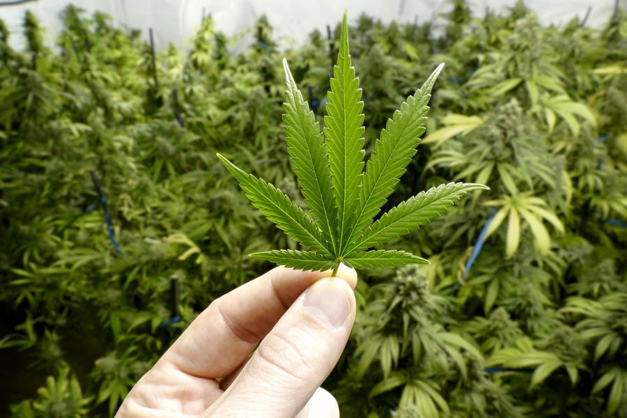 A marijuana leaf held in a hand, in front of a greenhouse full of cannabis plants.