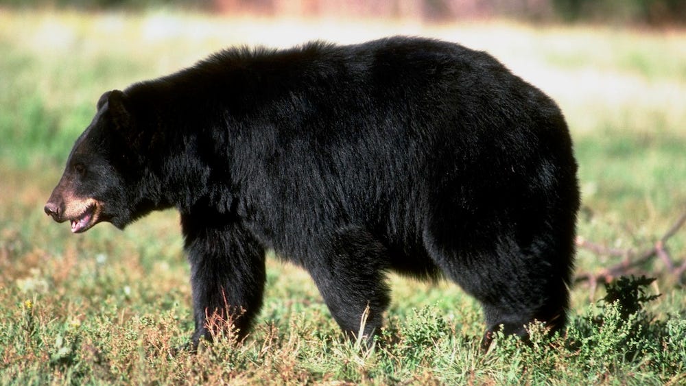 Are Black Bears Dangerous What To Do If You See One In The Wild 
