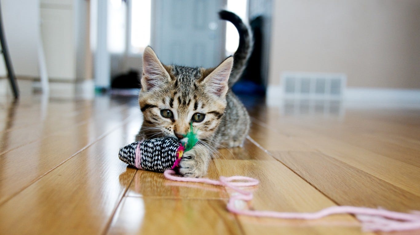 cat toys to stop biting