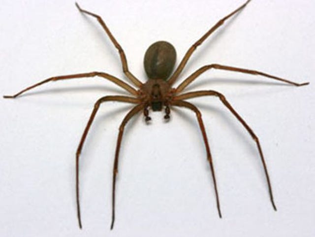 Venomous Spiders In Middle Tennessee Brown Recluse And Black Widow