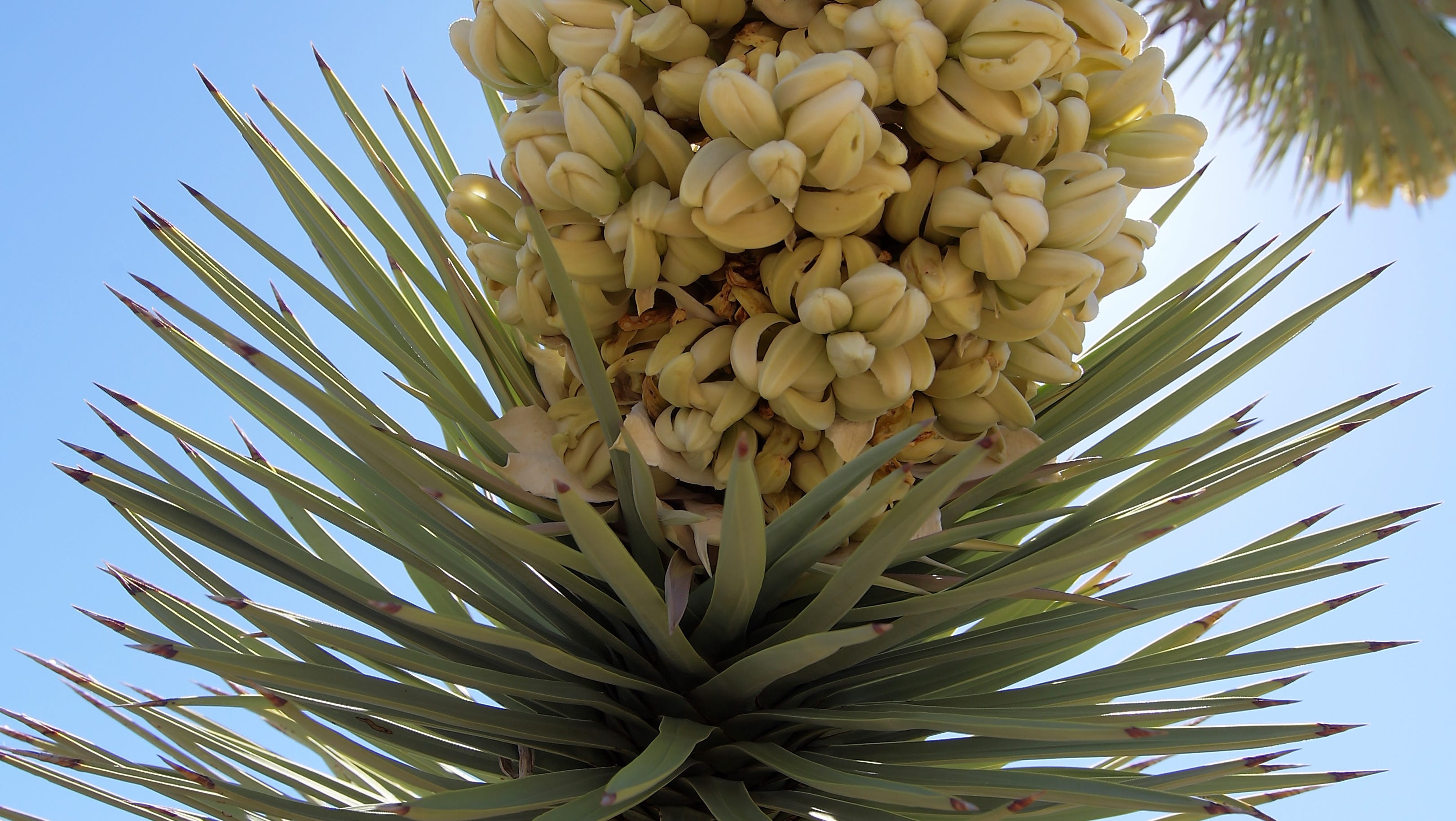 Joshua Trees In Record Bloom Out West