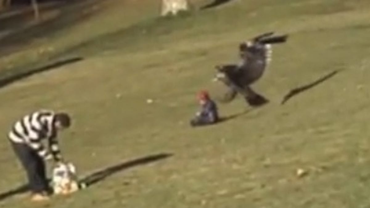 Design College Says Eagle Snatching Kid Video A Hoax