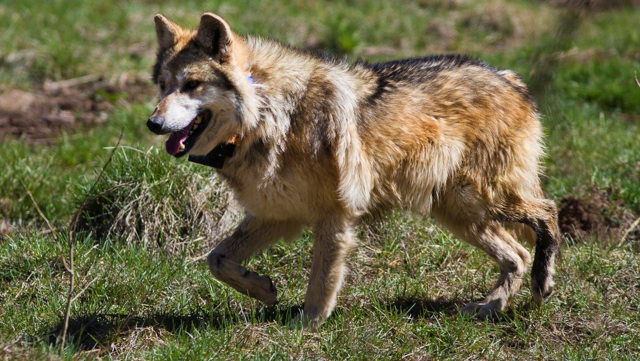 Arizona endangered wolves still on the brink