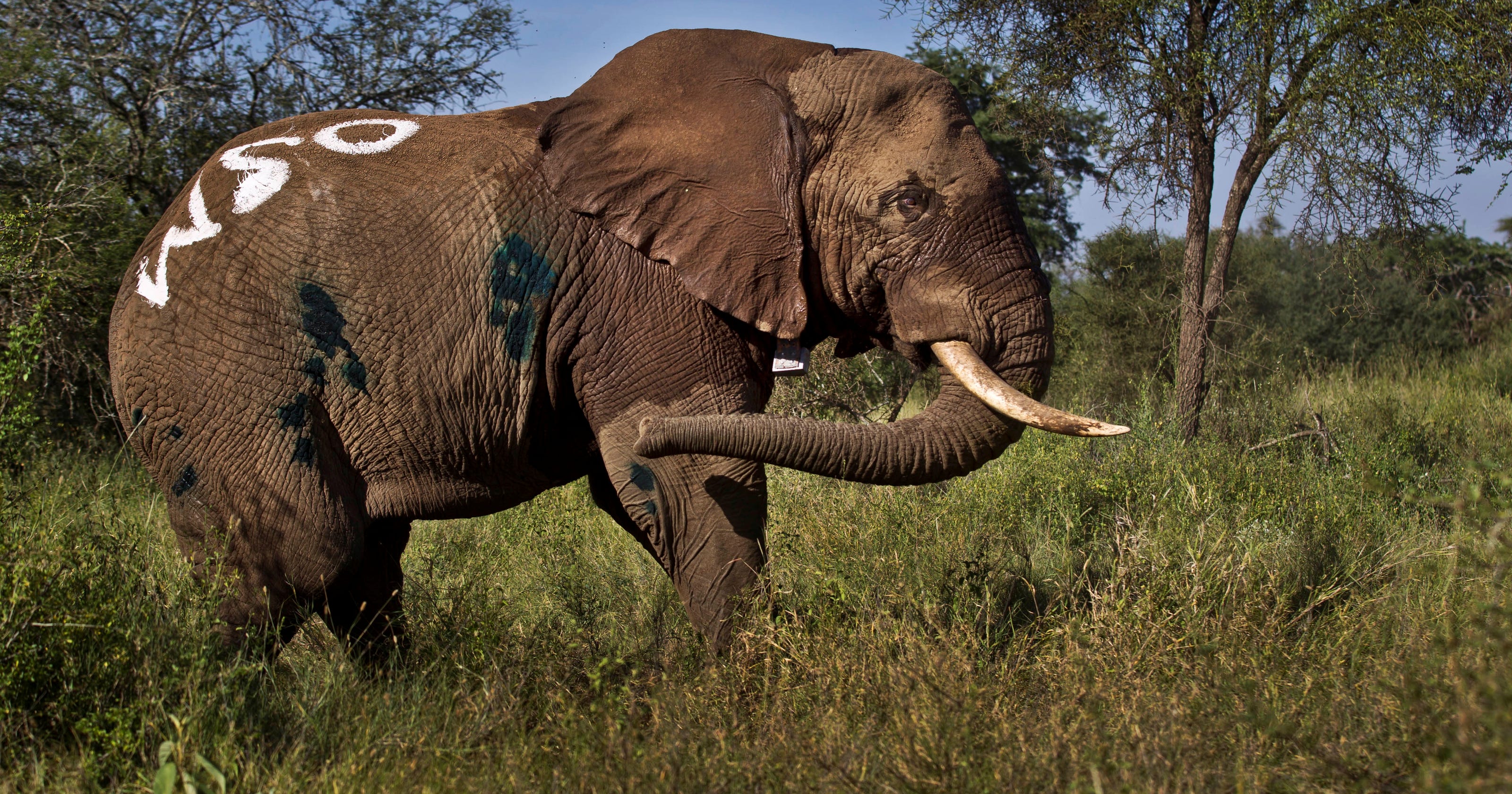 Tanzanians see official hand in elephant poaching