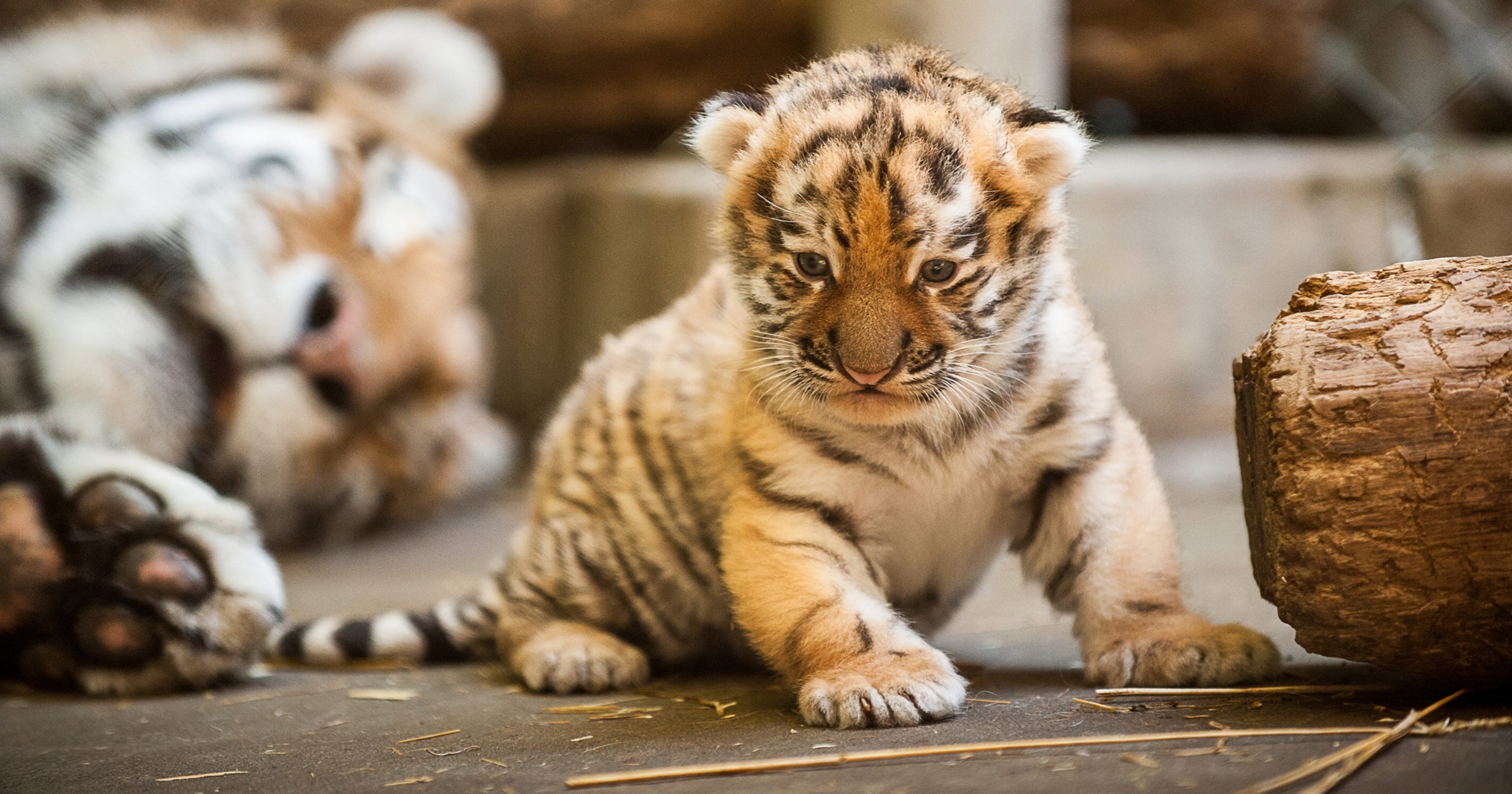 Pittsburgh Zoo unveils new Amur tiger cub to public