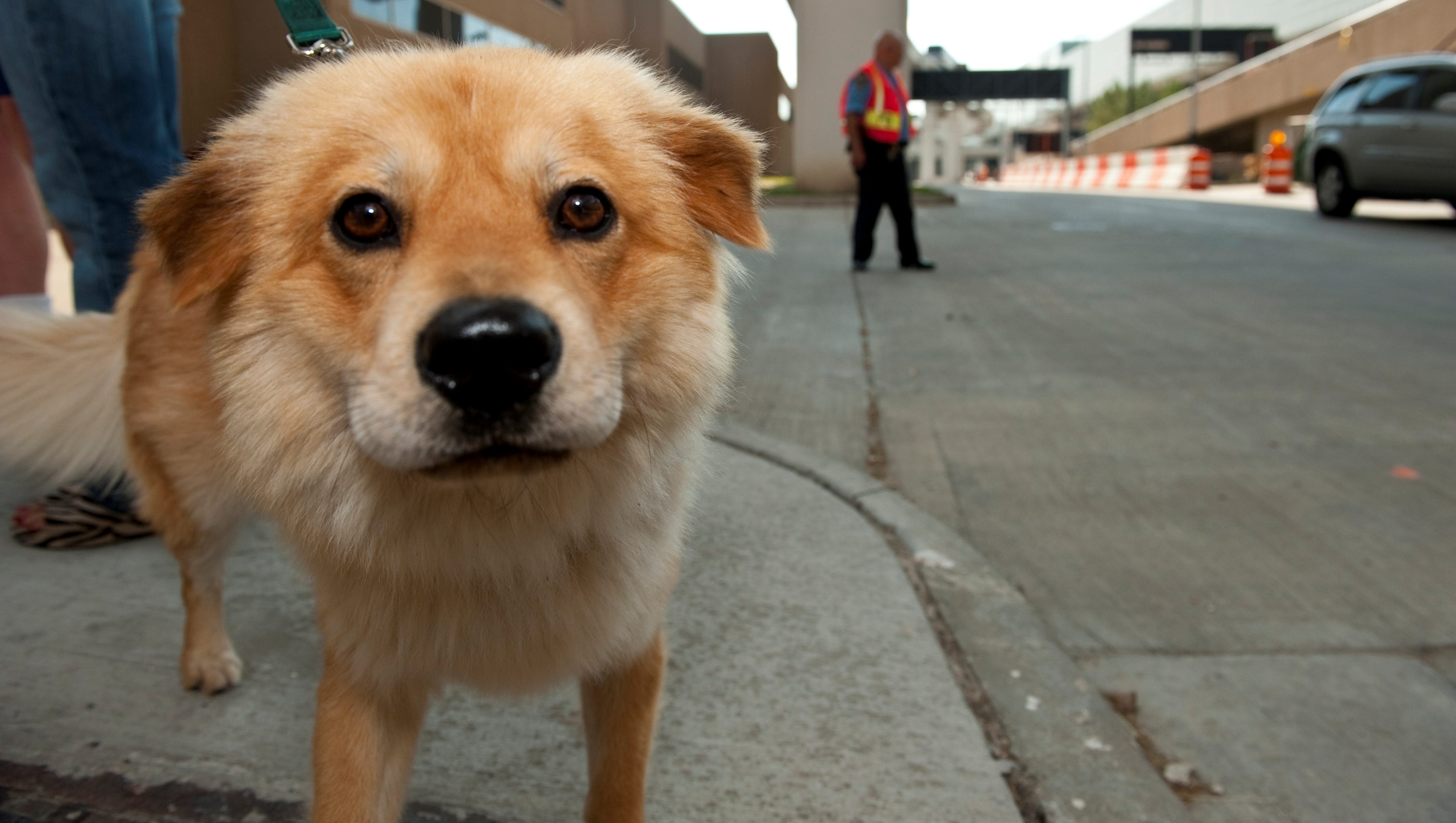 a dog on the road meaning