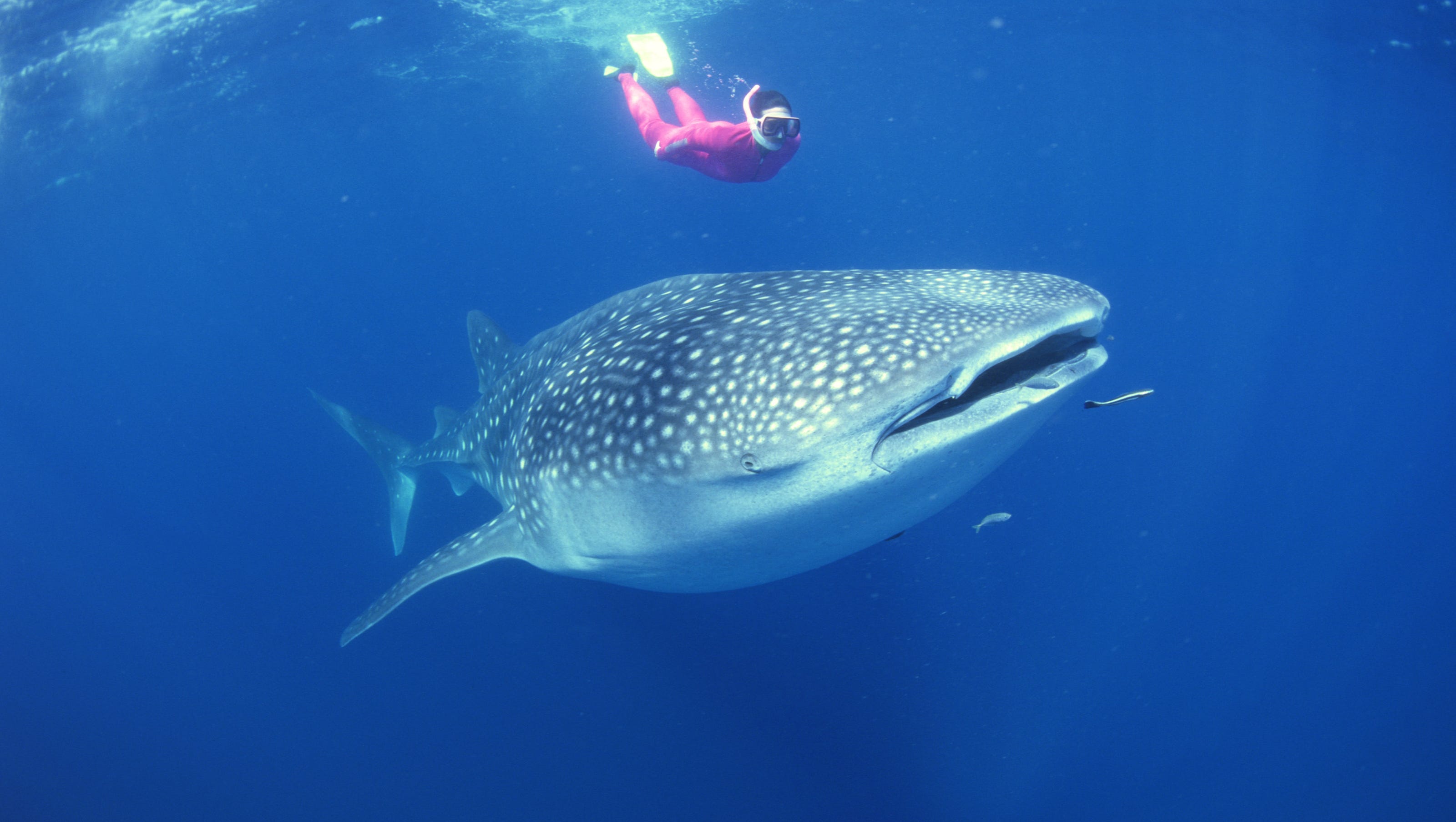 Gentle giants Swimming with whale sharks in Cancun