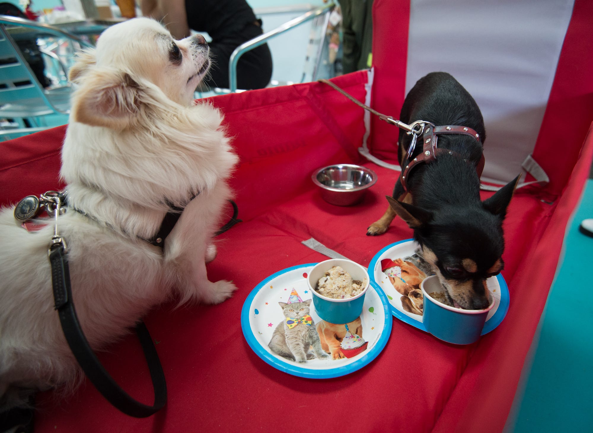 are dogs allowed in restaurants in delaware