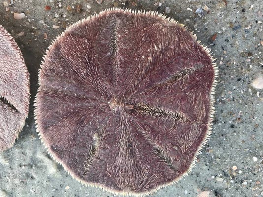 taking-a-live-sand-dollar-from-a-sc-beach-is-illegal