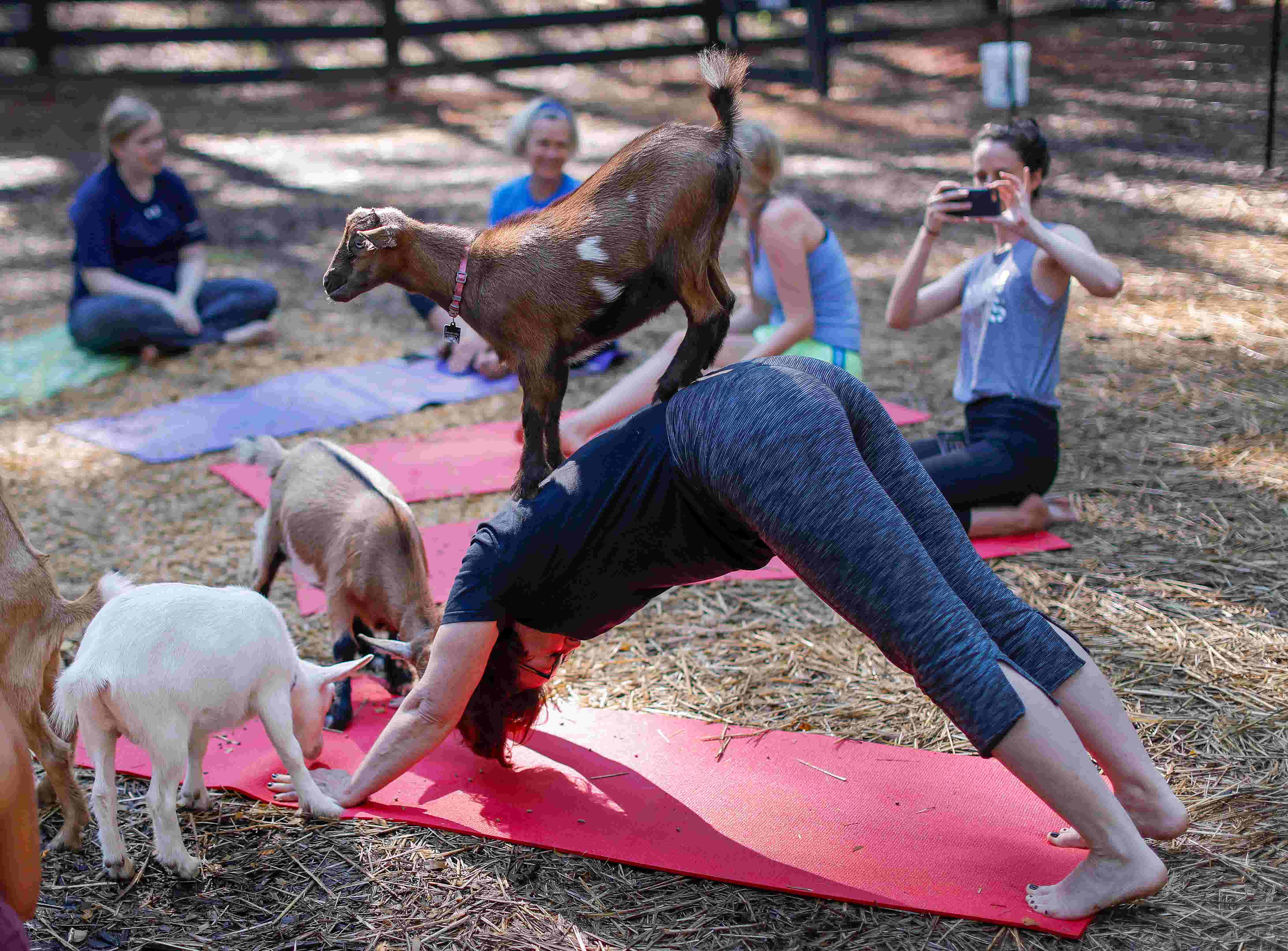 Goat yoga This trend isn't "kidding" around