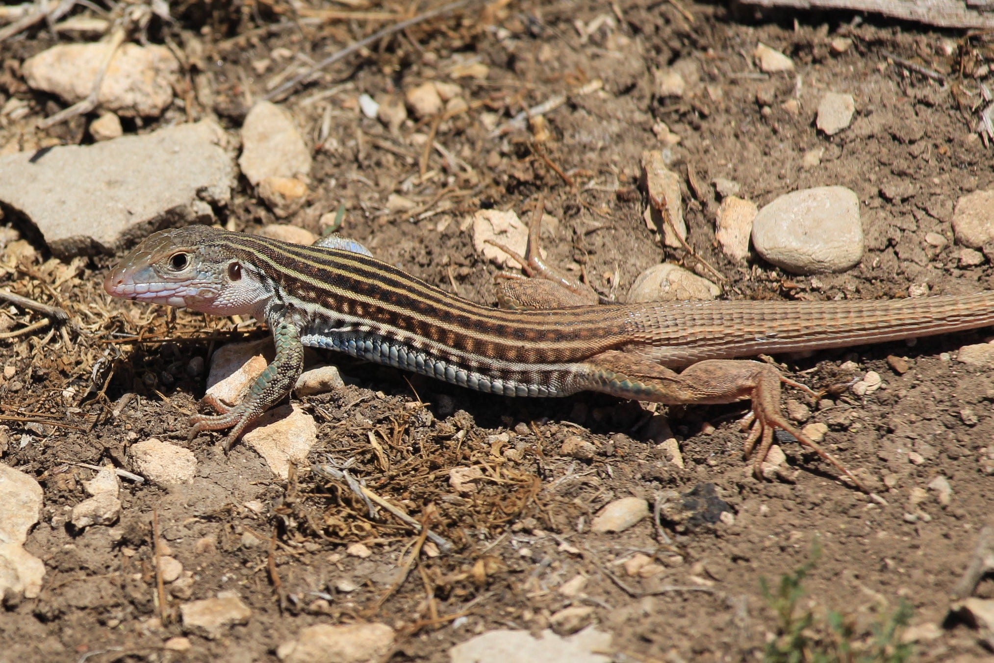 Texas Spotted Whiptail A Speedy Lizard That's Always Ready To Eat