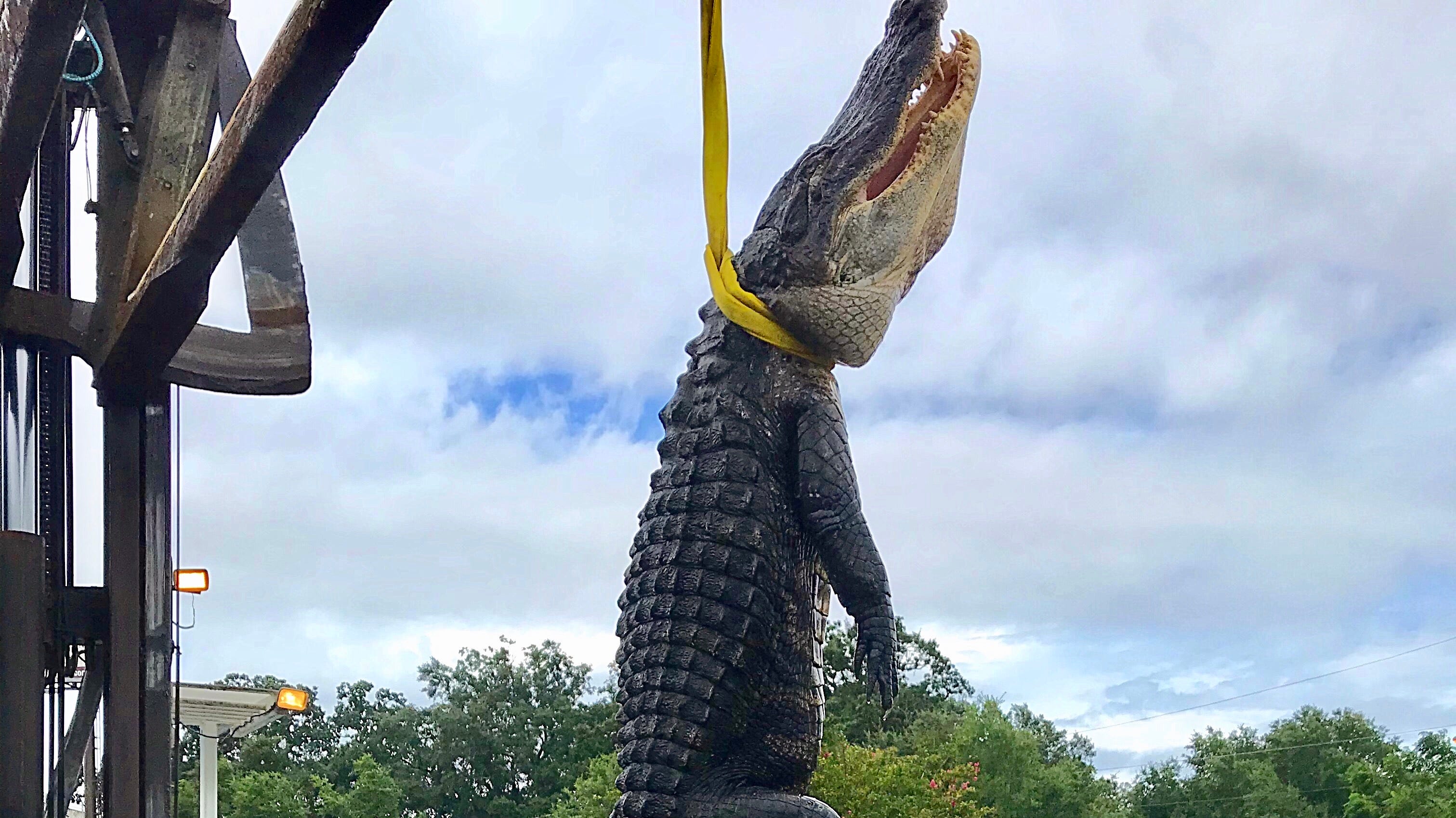 Alligator hunting season Pensacola charter catches 12foot gator