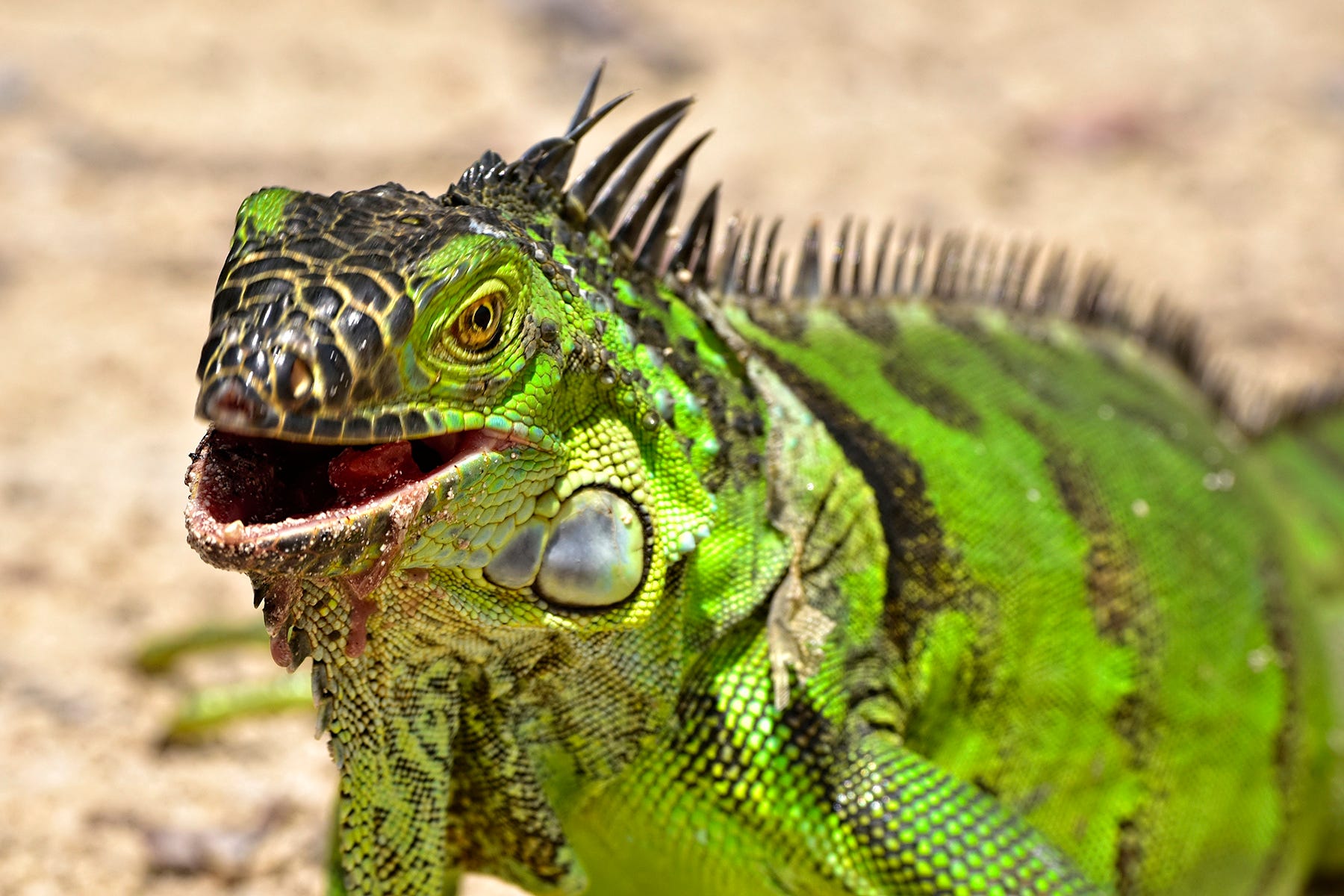 Venomous Puss Caterpillars Are Back In Florida 