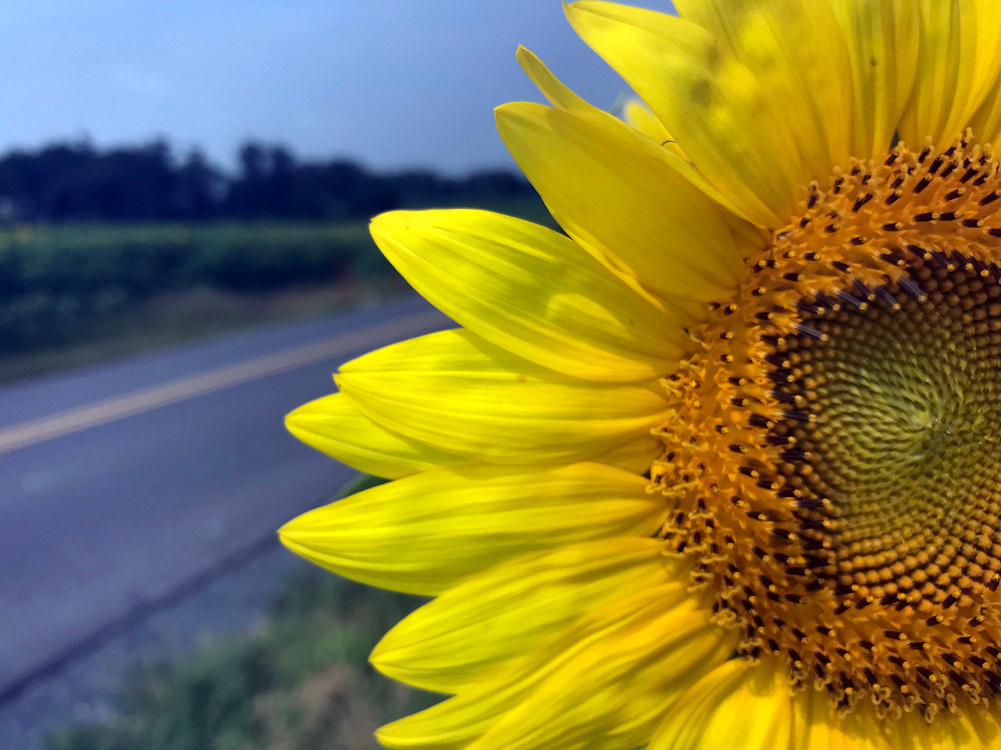 A Giant Sunflower Field Is In Bloom South Of Chambersburg Pa.