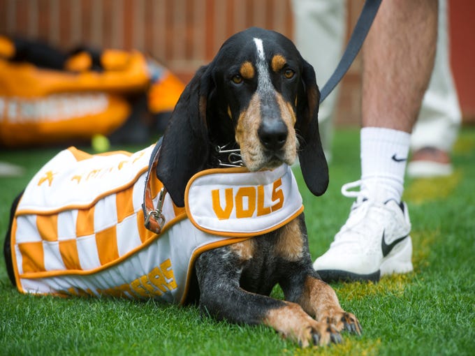 University of Tennessee Smokey mascot through the years