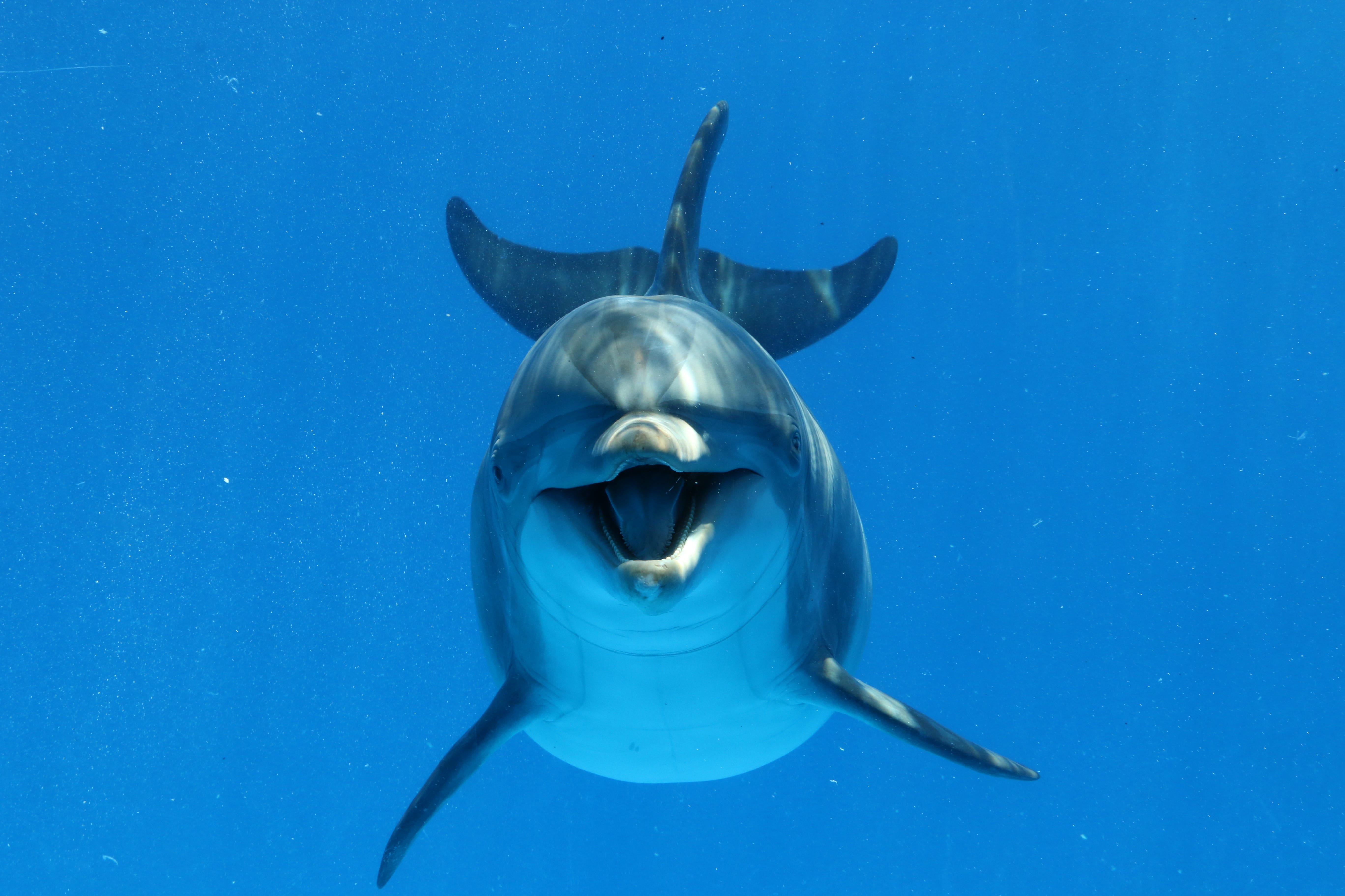 Дельфин спереди