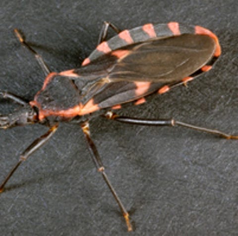 Triatomines, commonly known as the "kissing bug,"...