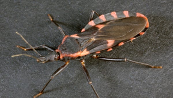 Triatomines, commonly known as the "kissing bug,"...