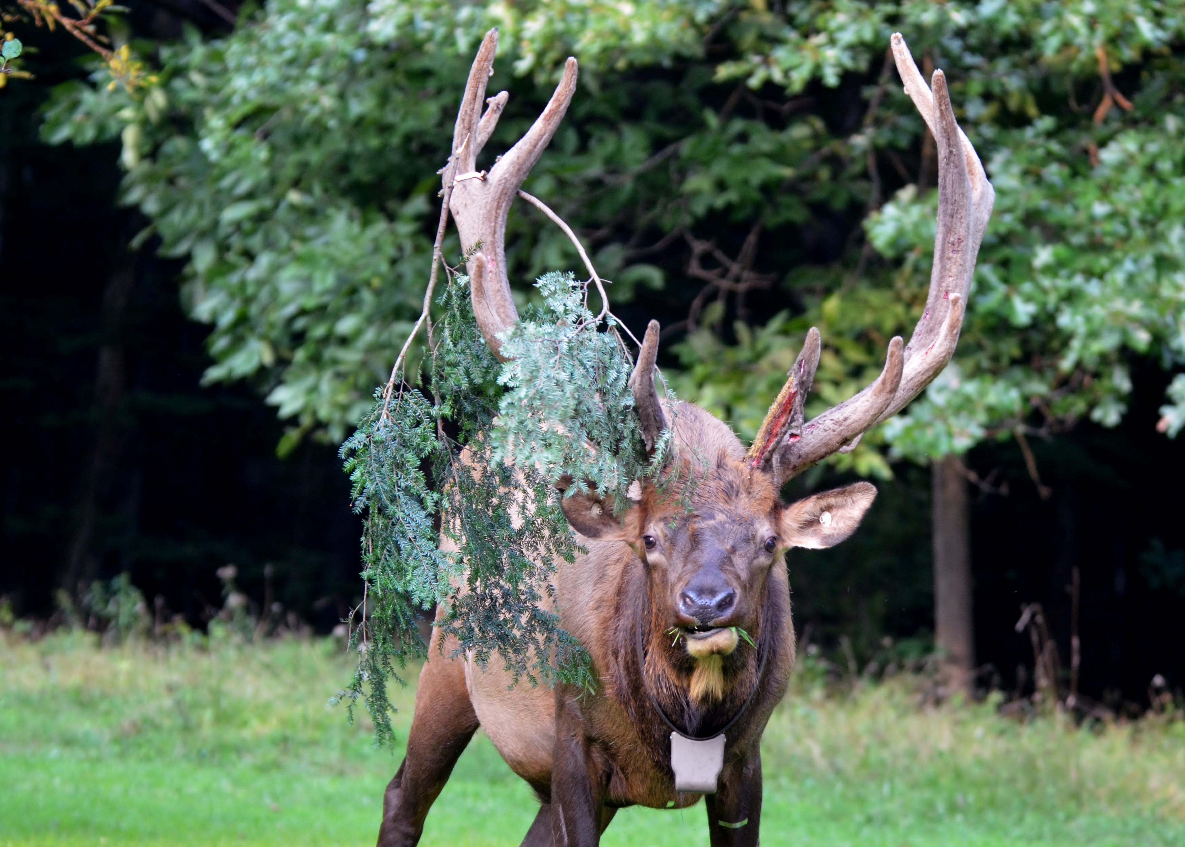 'Pre-rut' Elk In The Great Oudoors