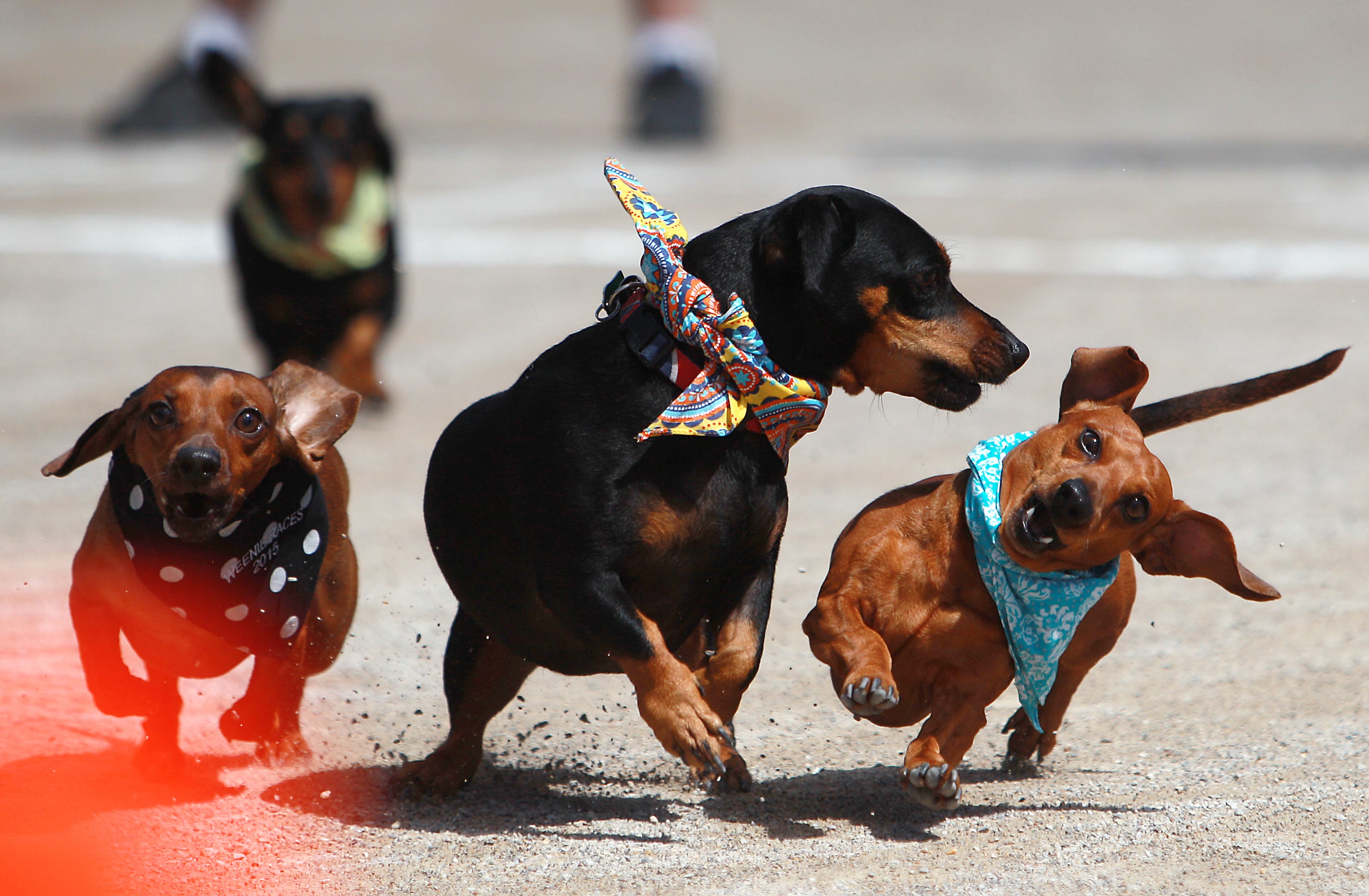 Germantown Festival 2022: Running of the Weenies, dates, vendors