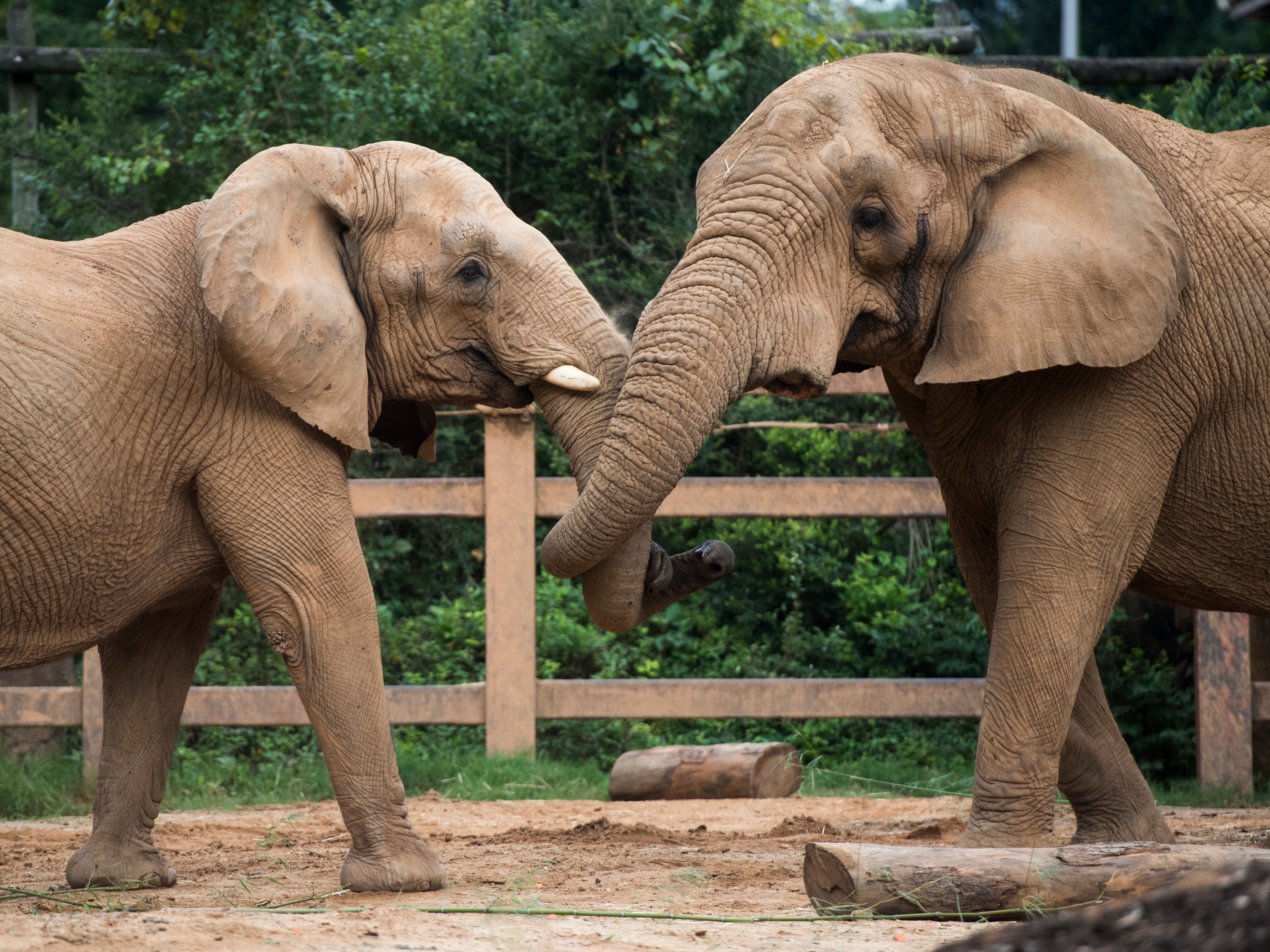 Zoo Knoxville Marks 70th Year With Ticket Deal Donations For Others   70d29a93 41bd 4ca5 97da E35b9d7f47cf Kns Elephants 0902 BP 1.JPG