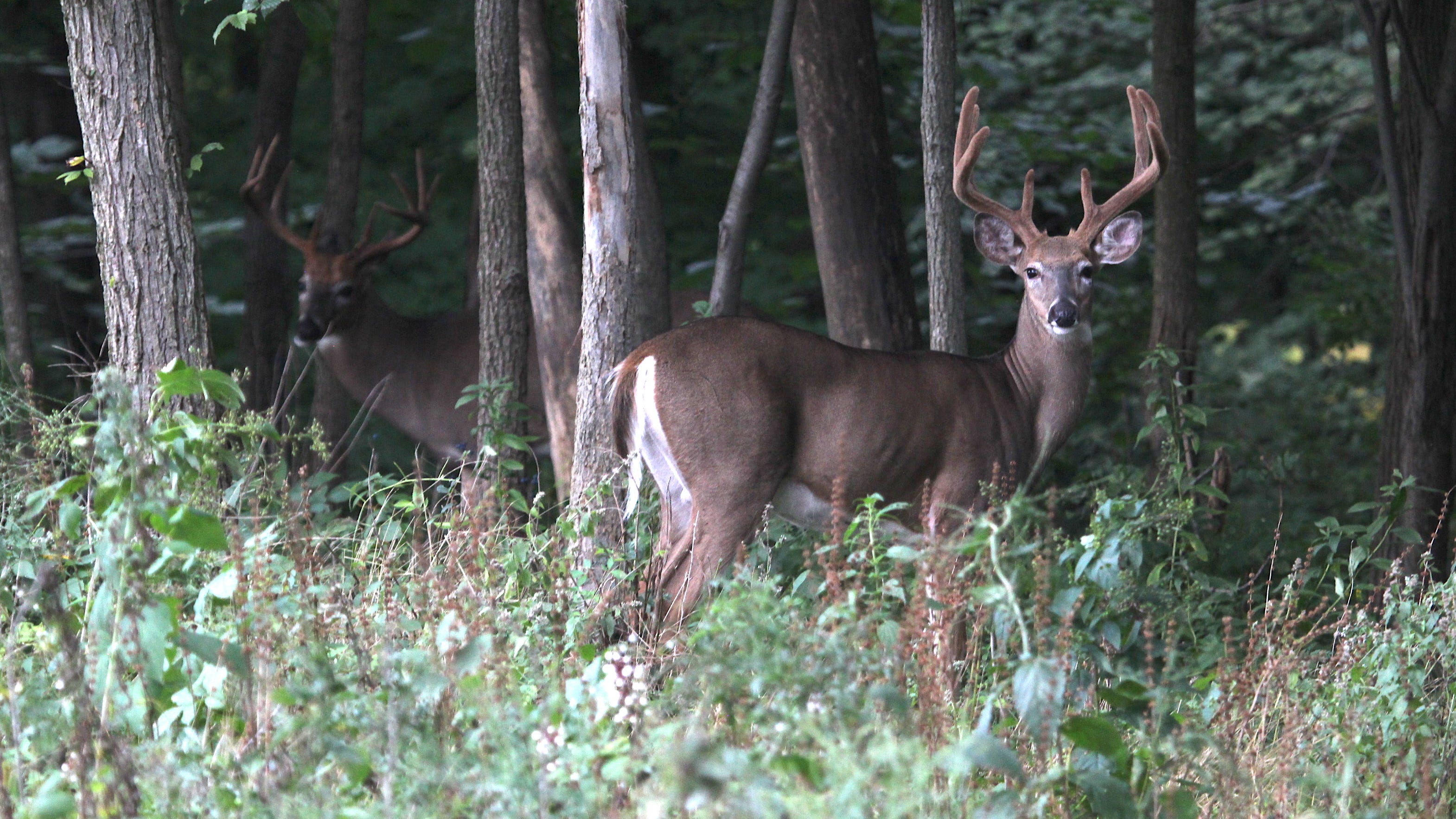 Mississippi Legislature works to create early velvet buck deer season