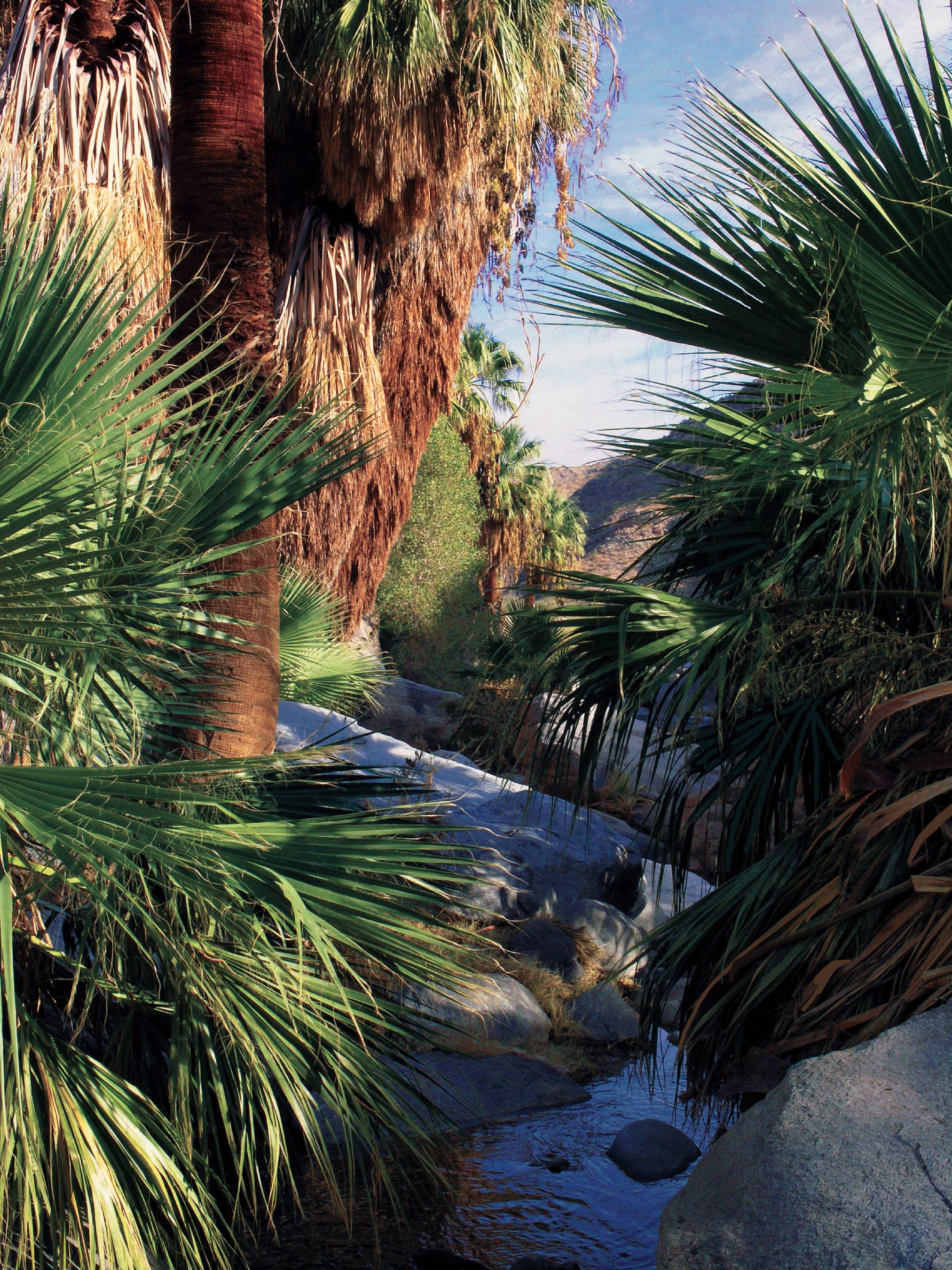 Palm Springs natural desert palm oasis is the largest in the world