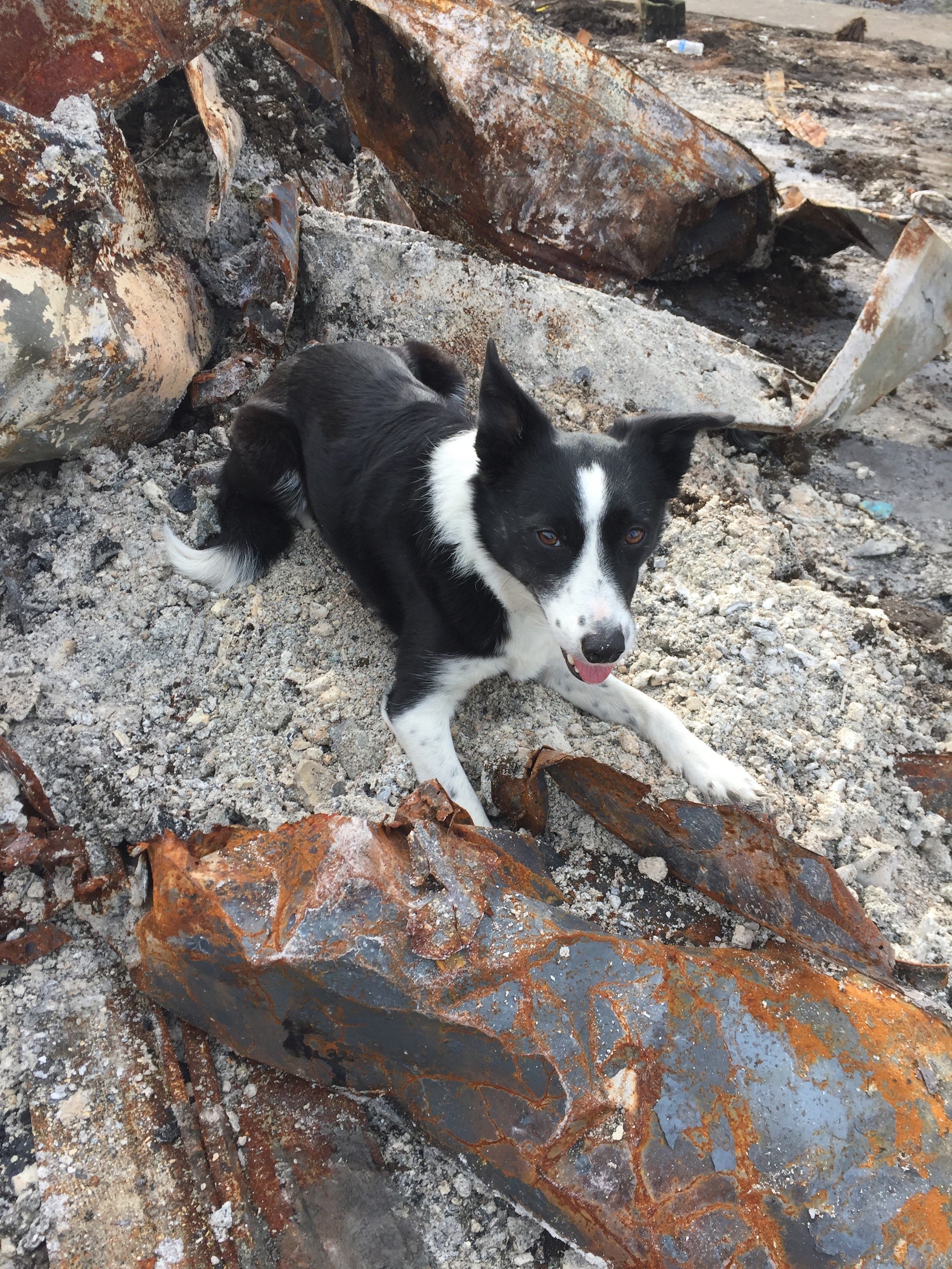 Carr Fire: Human Ash Sniffing Dogs Come To Redding