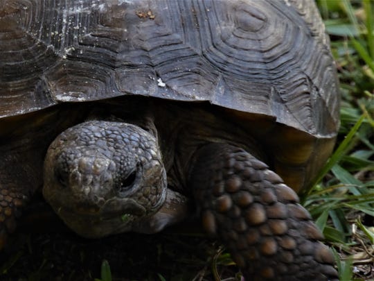 Gopher Tortoises Do Diseases Habitat Loss Cause Low Productivity