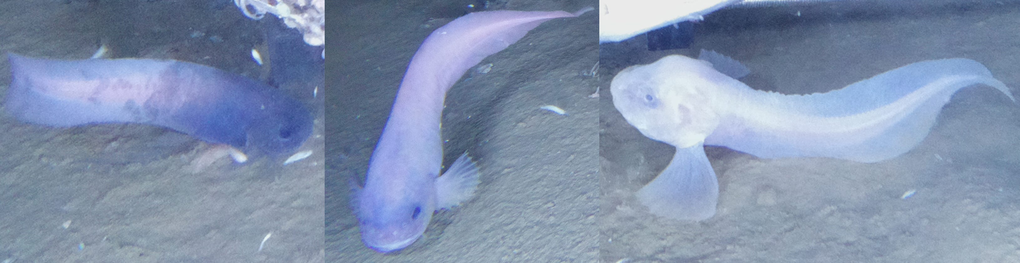 blue planet deep sea male fish serves now purpose
