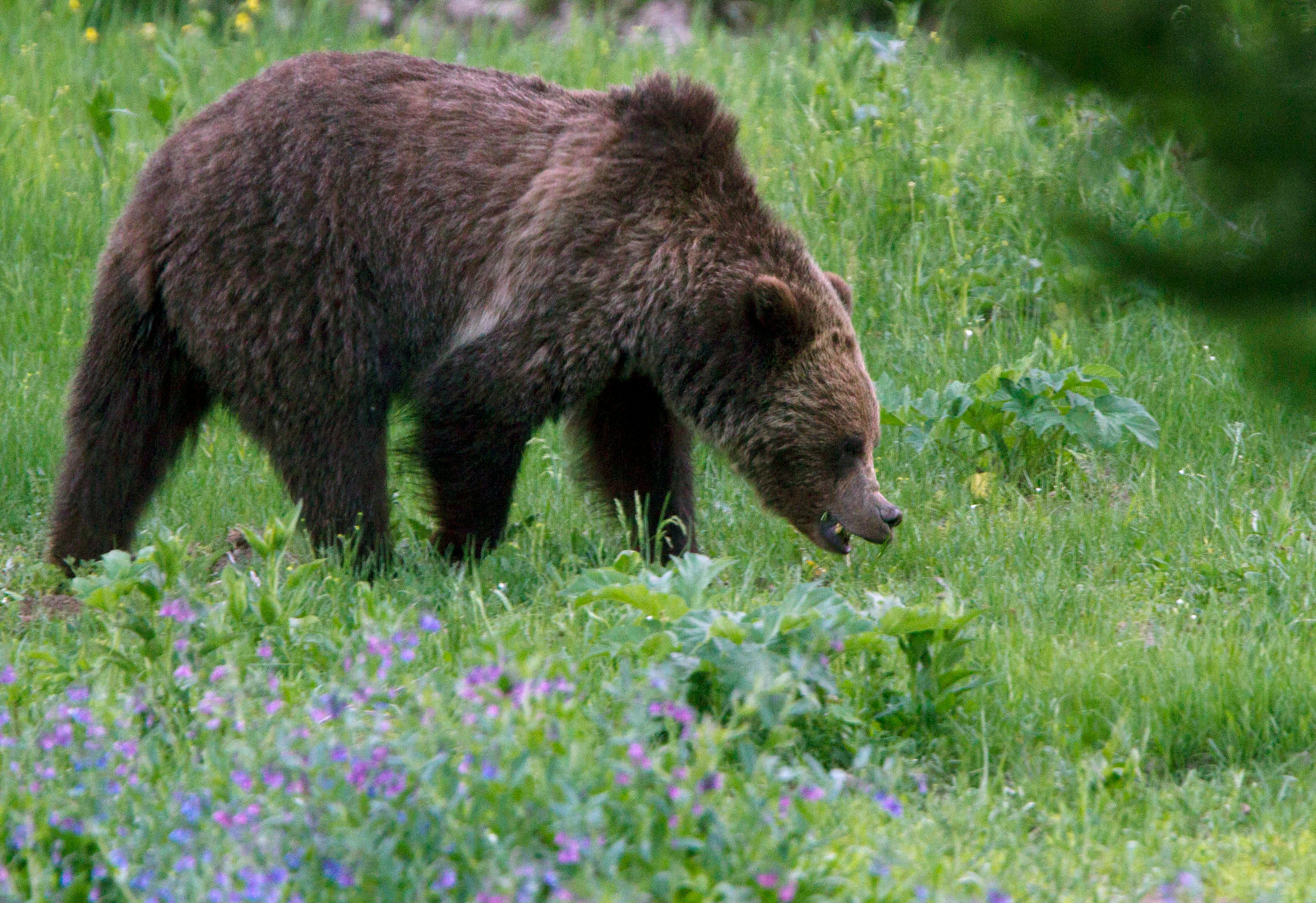 Montana Judge Restores Protections For Grizzly Bears, Blocking Hunts